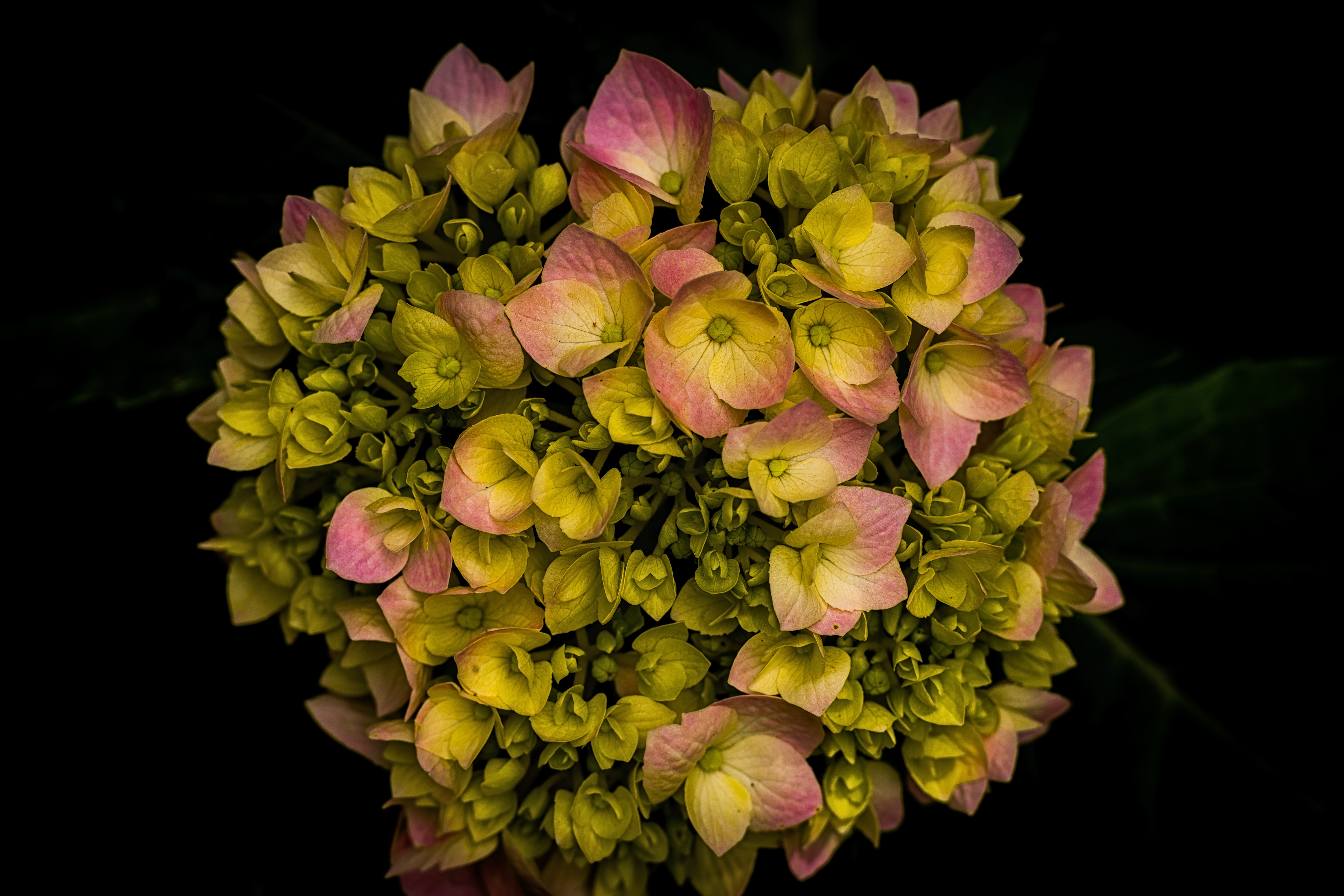 4K Hydrangea Closeup on Black Background HD Wallpaper