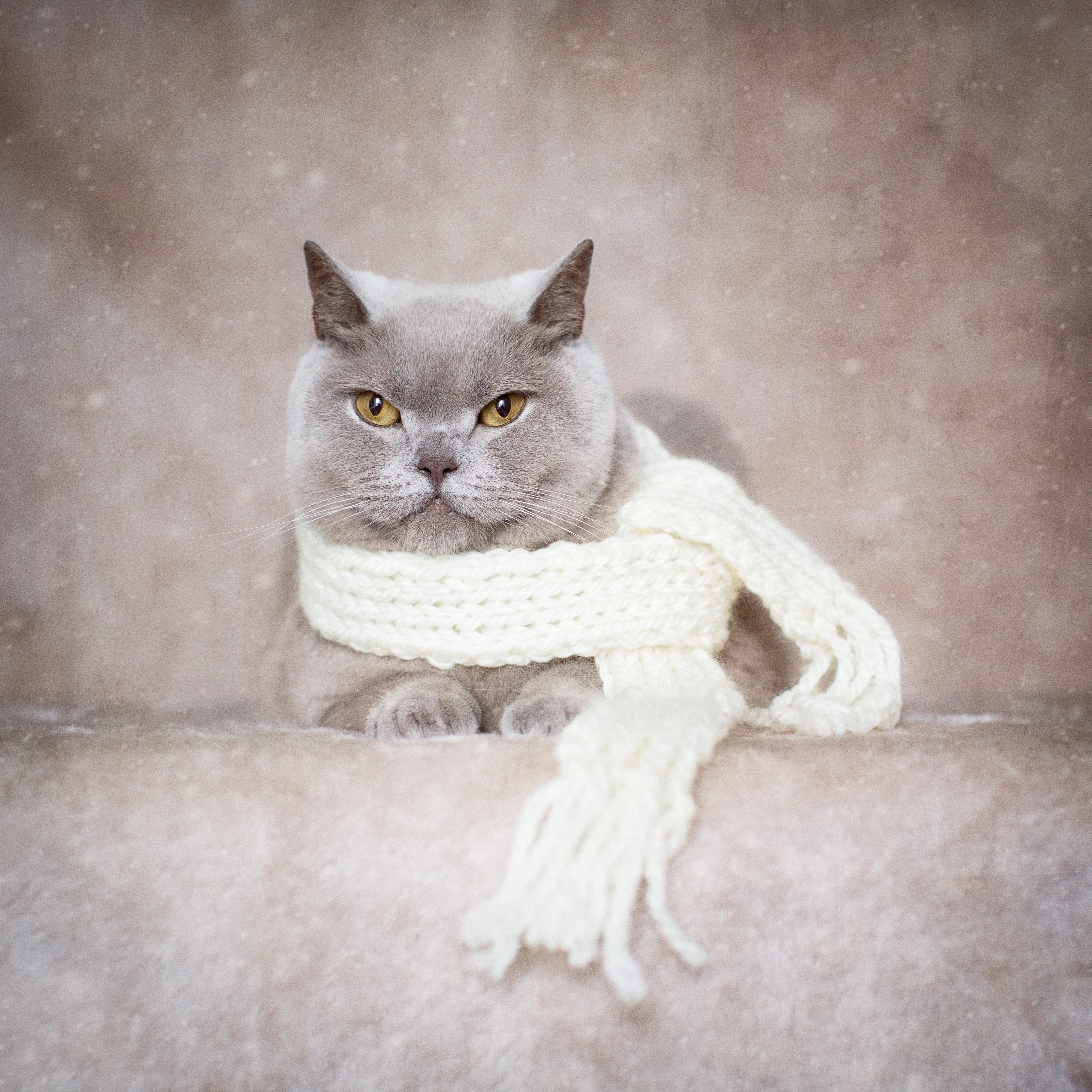 British Shorthair cat wearing a white scarf HD Wallpaper
