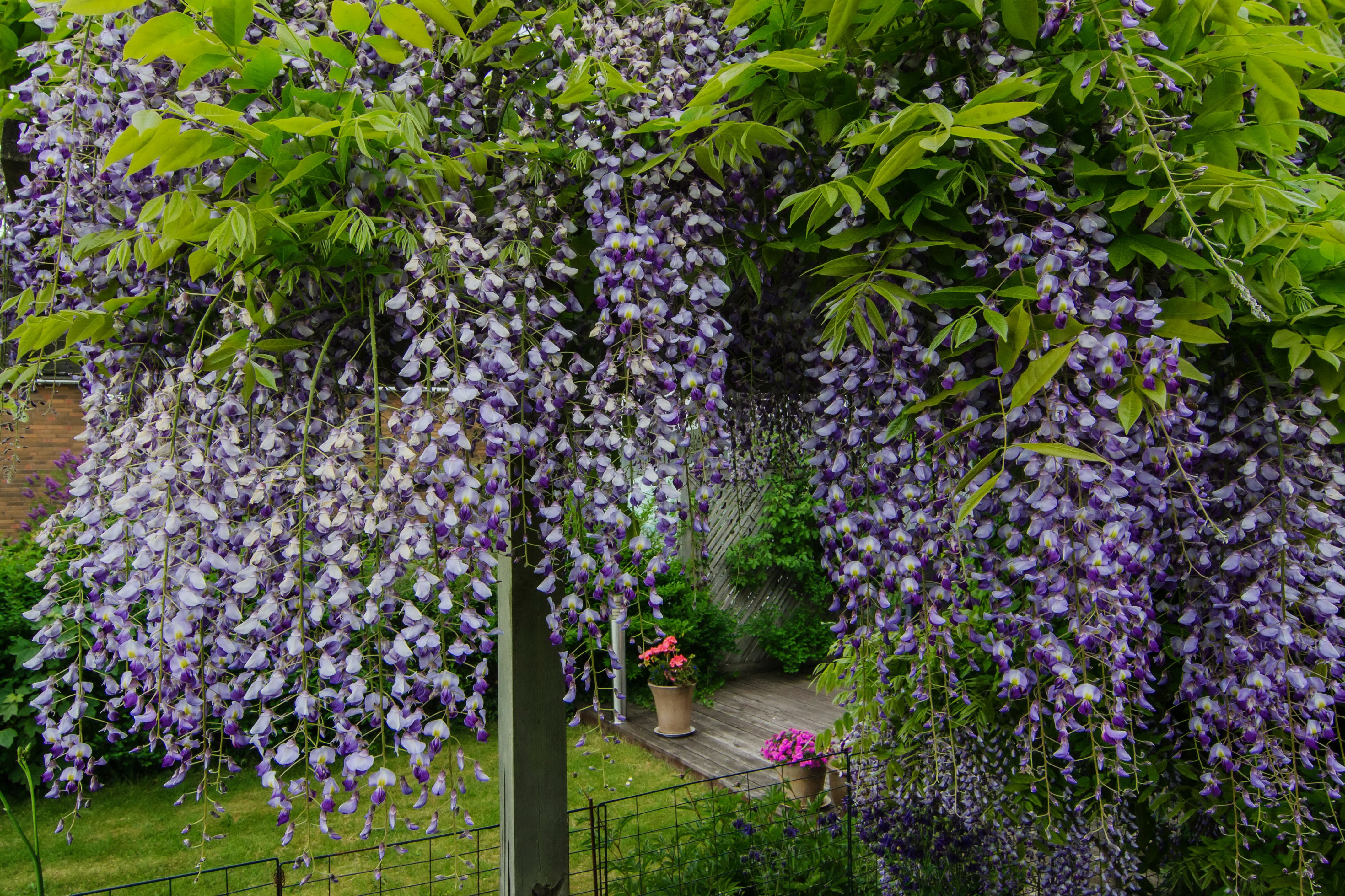 4K Wisteria Violet Flowers HD Wallpaper