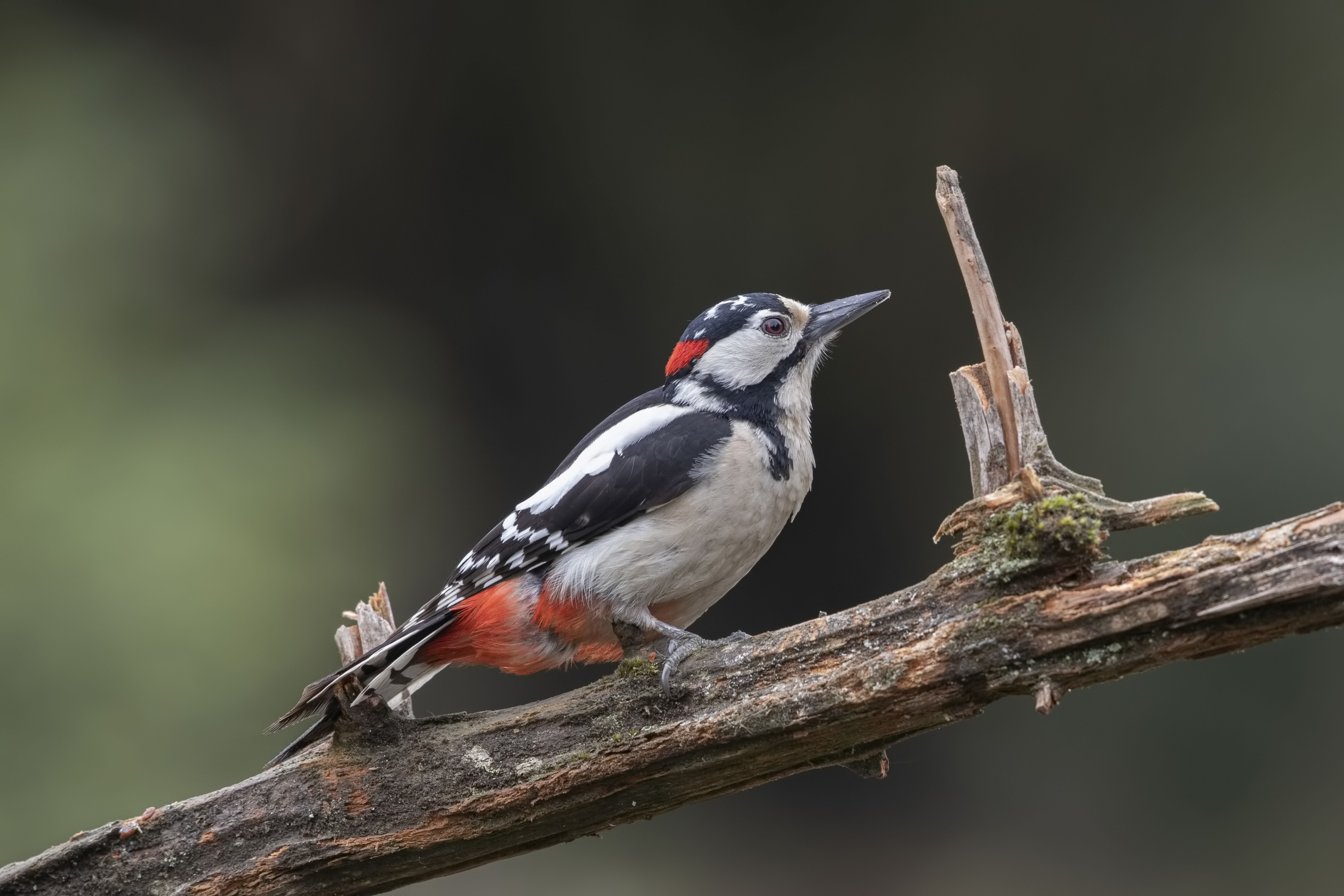 Great Spotted Woodpecker on a Branch HD Wallpaper