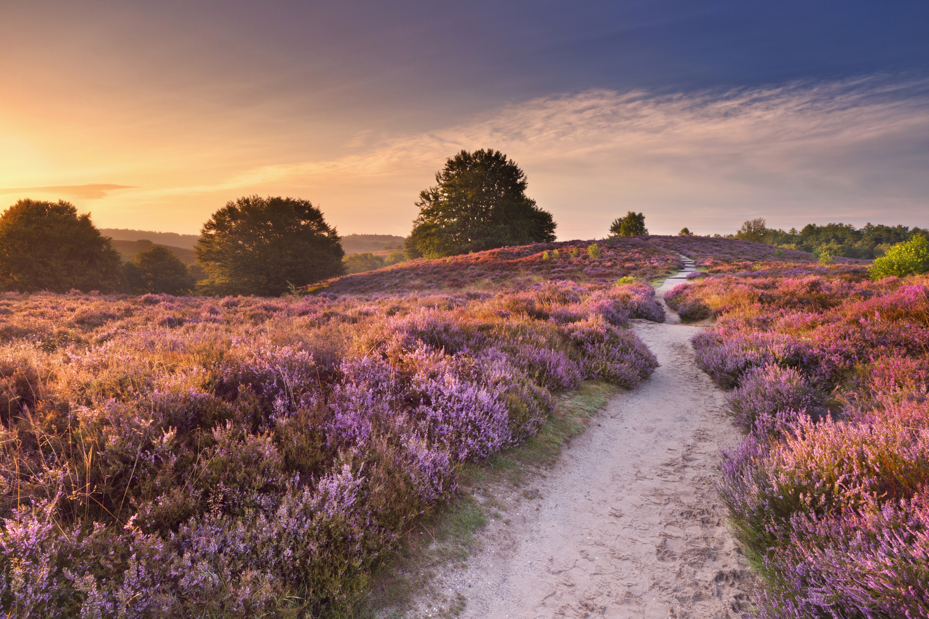 Heather fields in the Netherlands at sunset HD Wallpaper