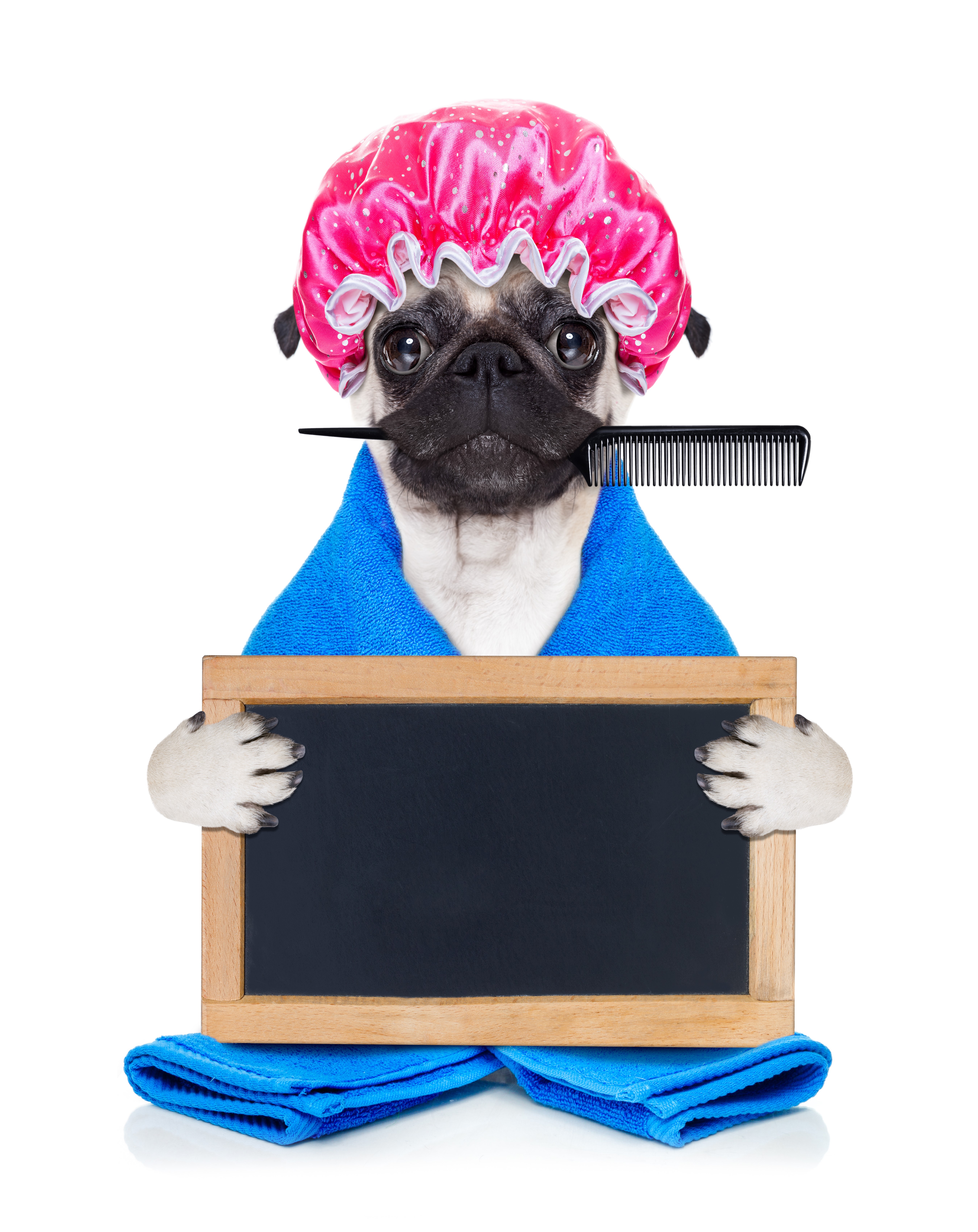 Pug in shower cap holding a comb and blackboard HD Phone Wallpaper