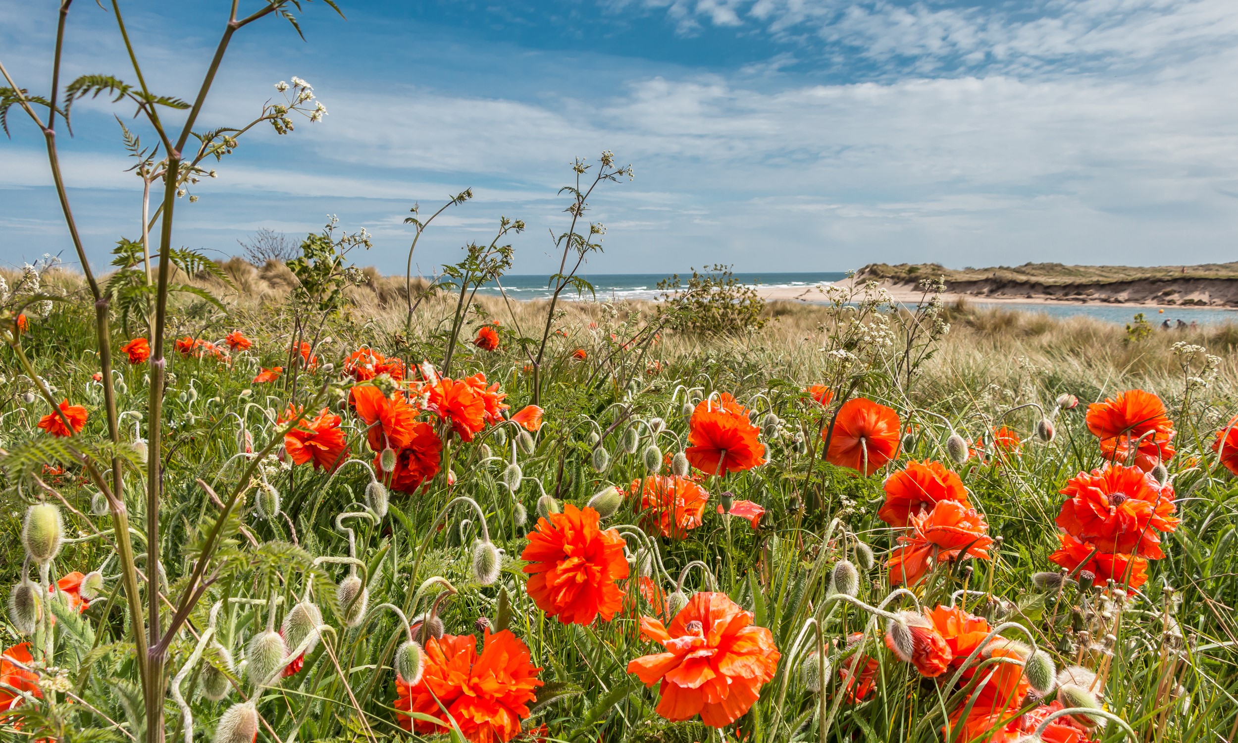 Poppies in bloom by the coast in Northumberland HD Wallpaper