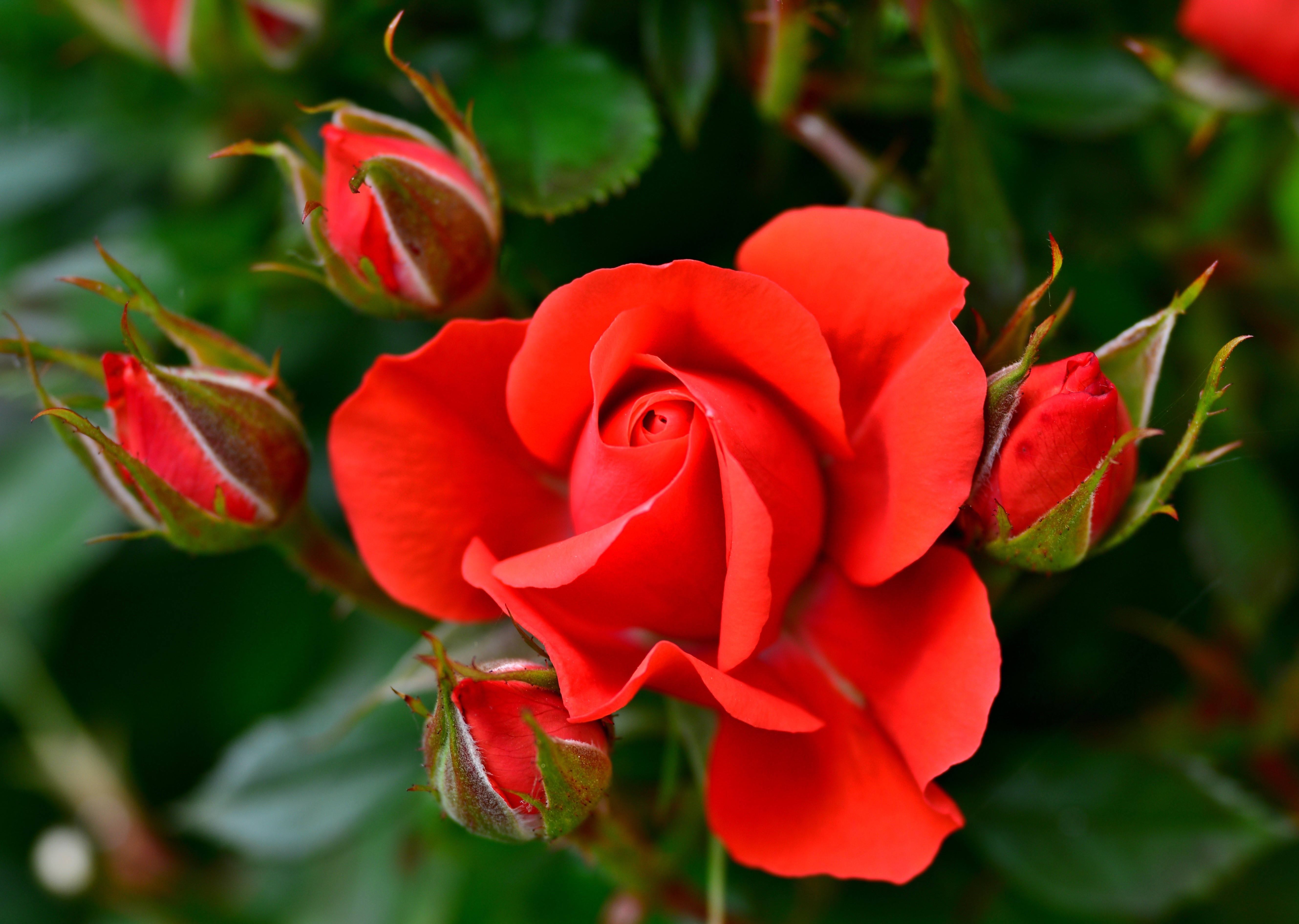 Red Roses and Buds Closeup HD Wallpaper