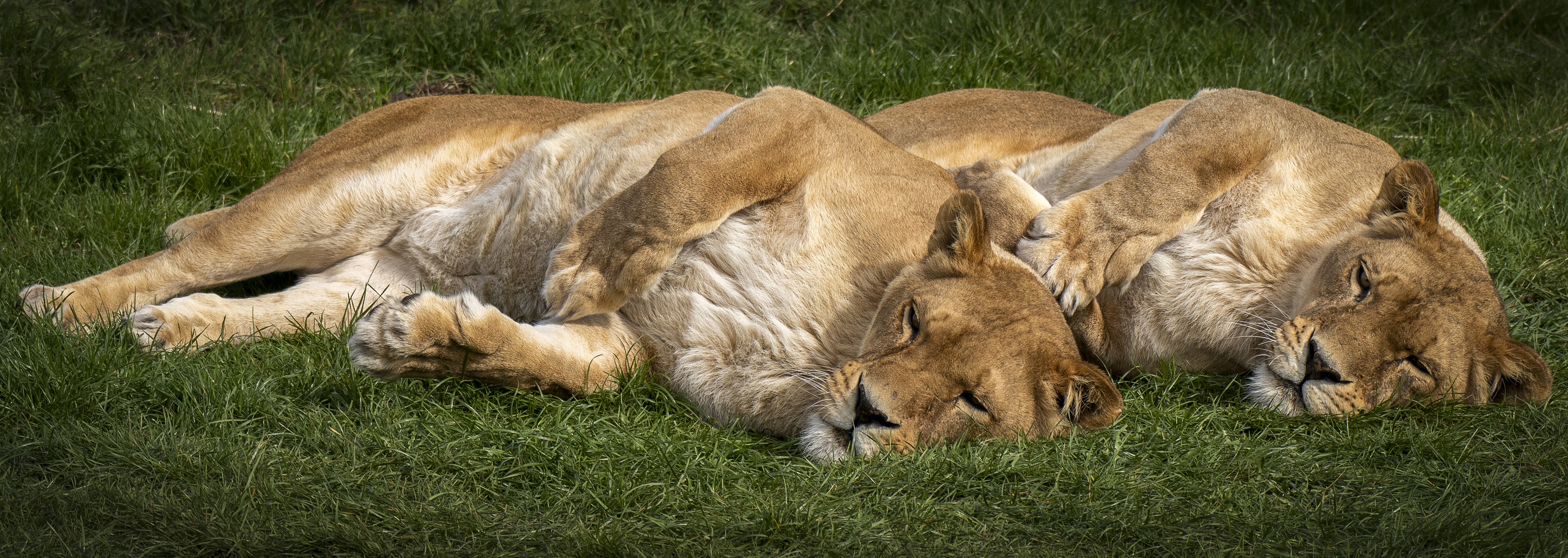 Two lions sleeping on grass HD Wallpaper