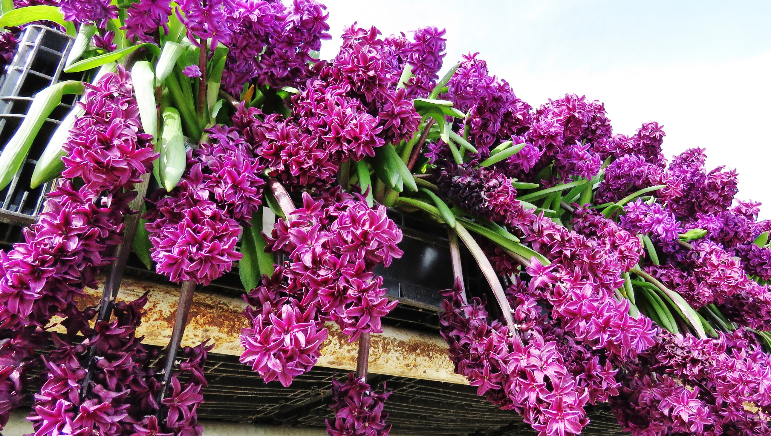 Purple Hyacinths in Bloom HD Wallpaper
