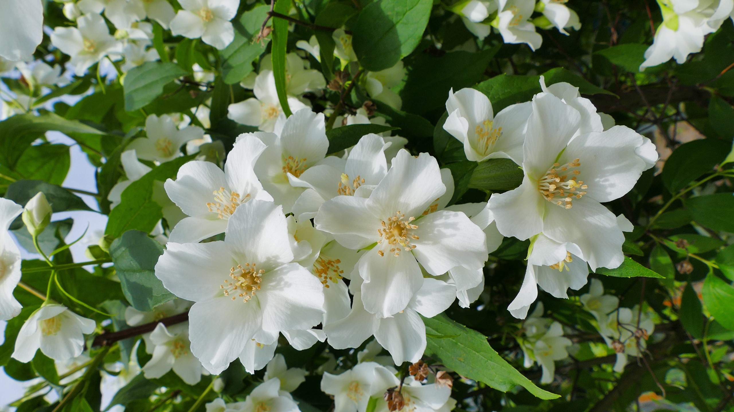 White Jasmine flowers with green leaves HD Wallpaper
