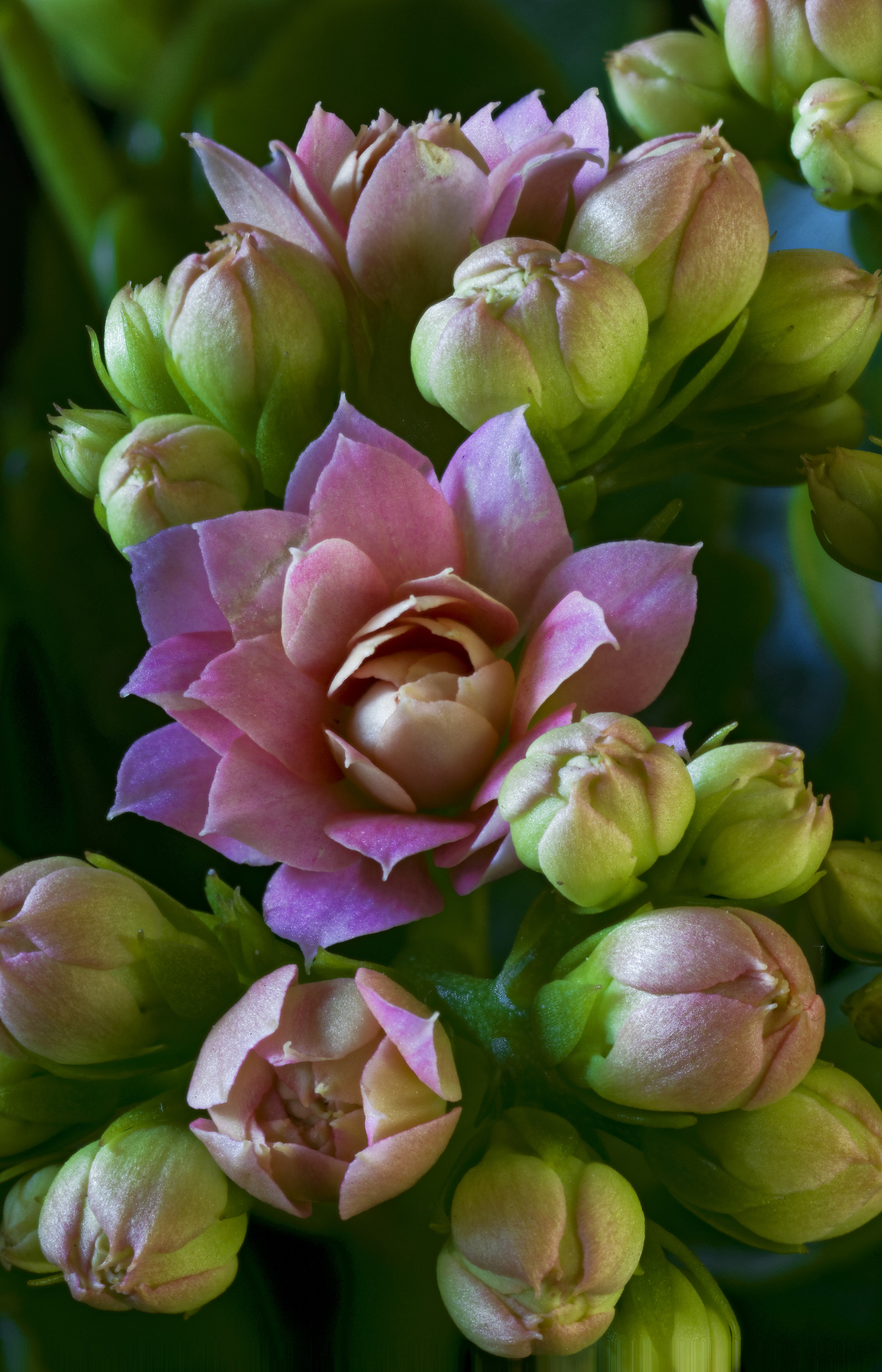 Kalanchoe flowers and buds close-up HD Phone Wallpaper