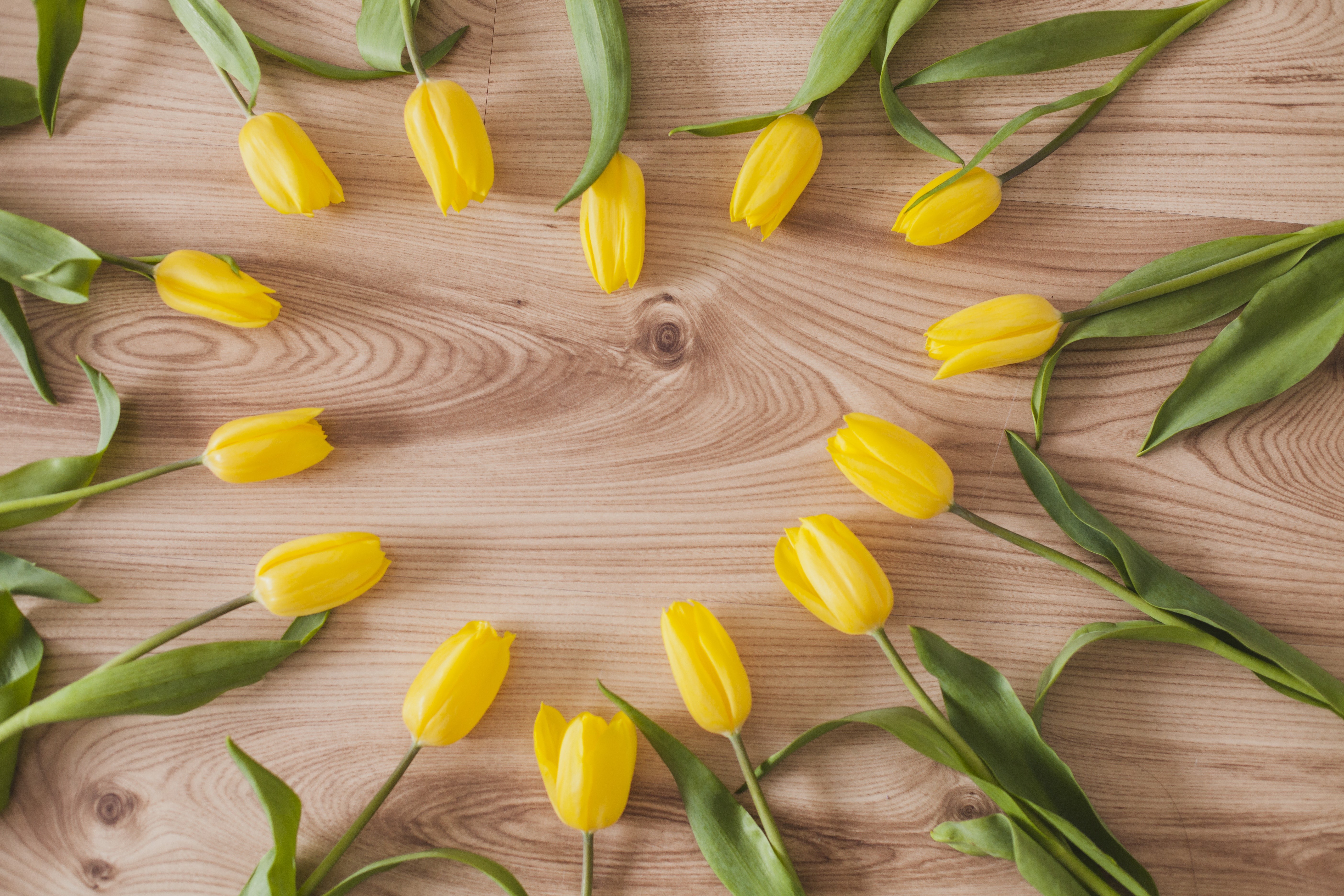 Yellow Tulips on Wood Planks HD Wallpaper