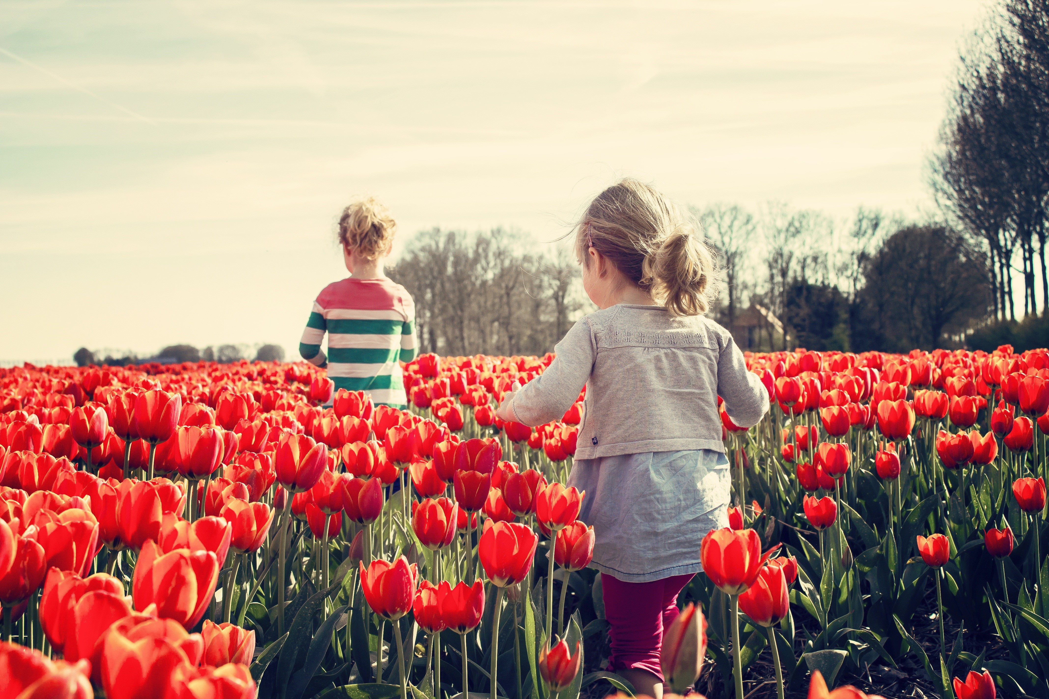 Two little girls in a field of red tulips HD Wallpaper