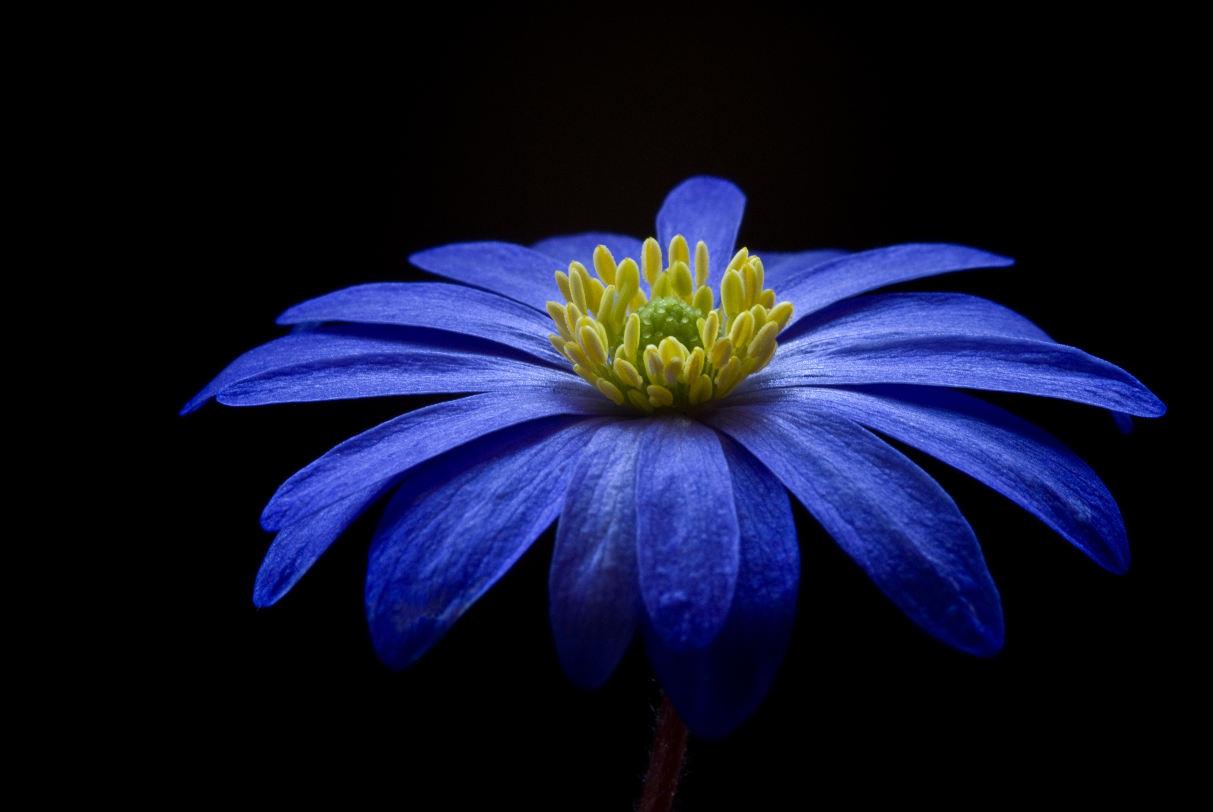 Blue Balkan Anemone blanda flower on black background HD Wallpaper