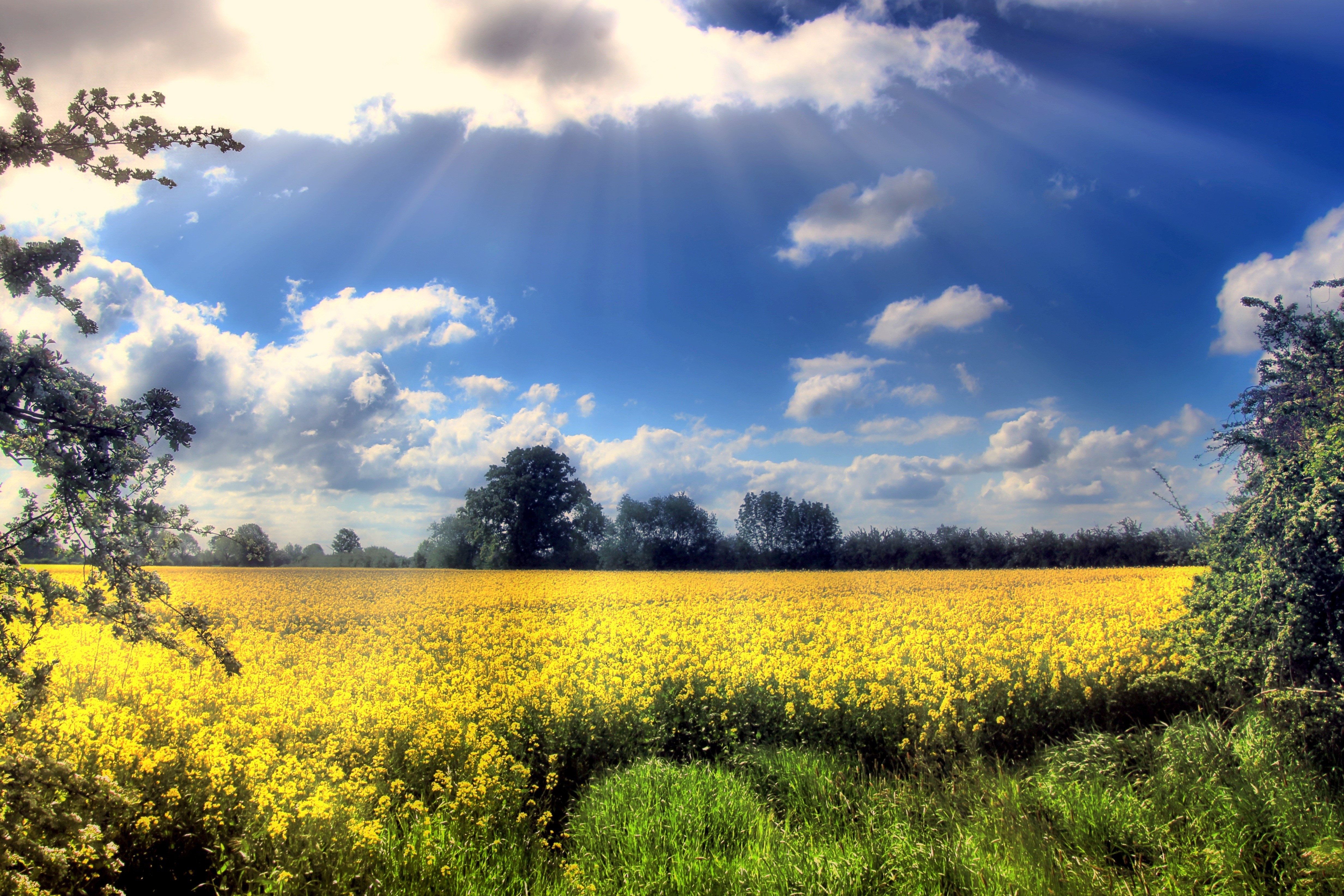Field of yellow rapeseed under a cloudy sky with sun rays HD Wallpaper