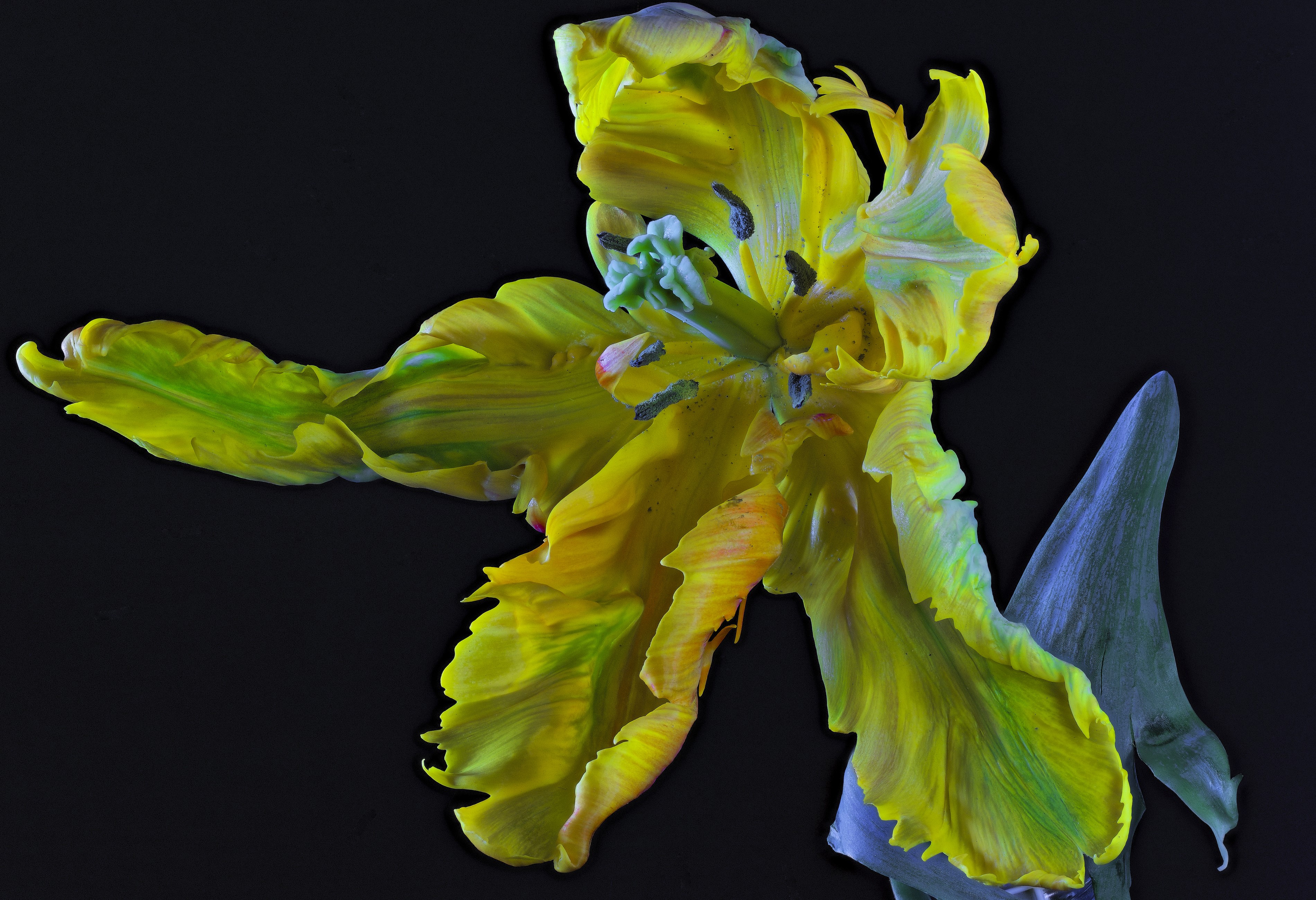 Yellow Parrot Tulip Flower Close-up HD Wallpaper