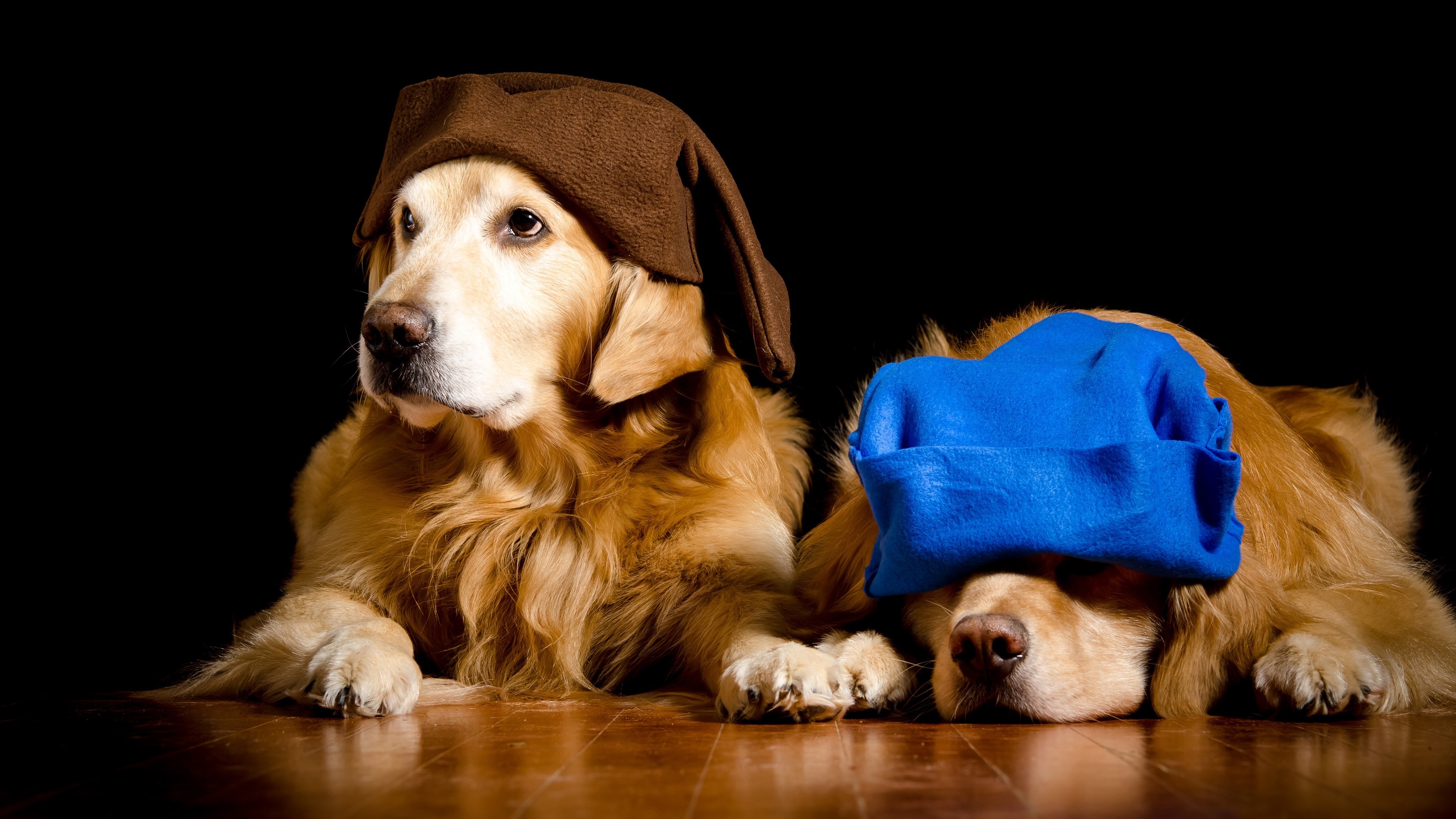 Two Golden Retrievers wearing hats HD Wallpaper