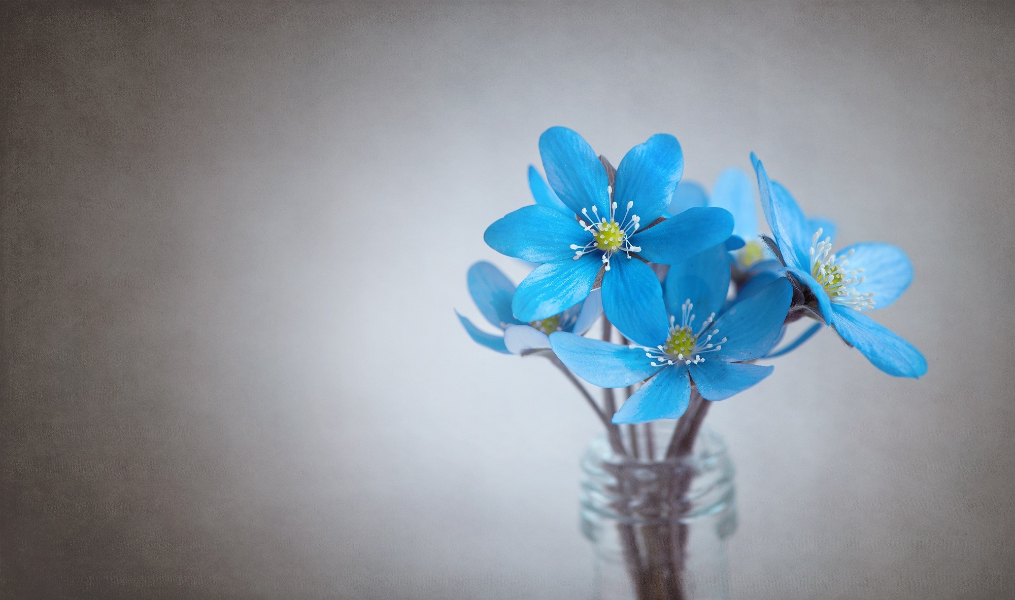 Blue Hepatica flowers in a glass vase HD Wallpaper