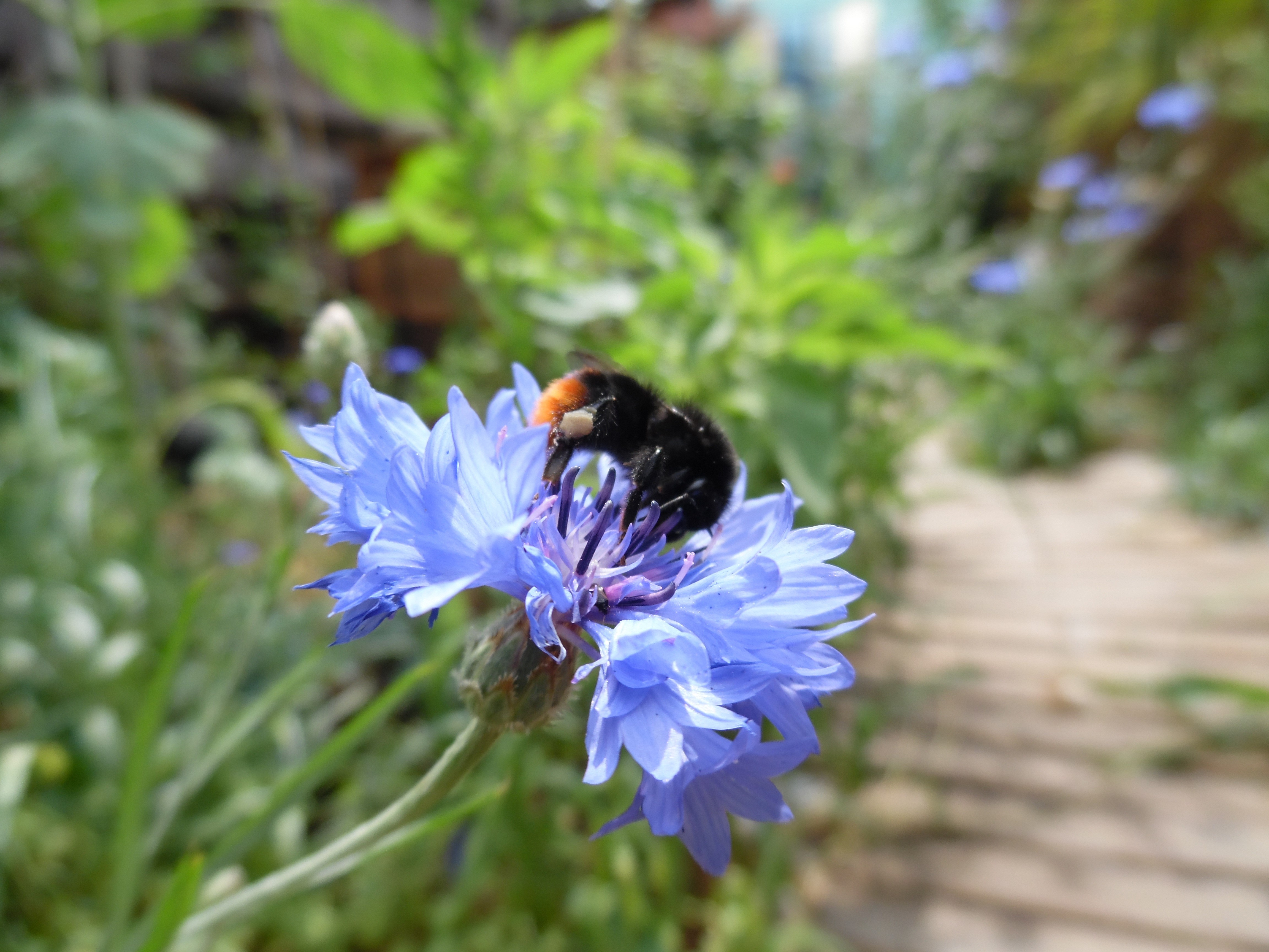 Bumblebee on a Blue Cornflower HD Wallpaper