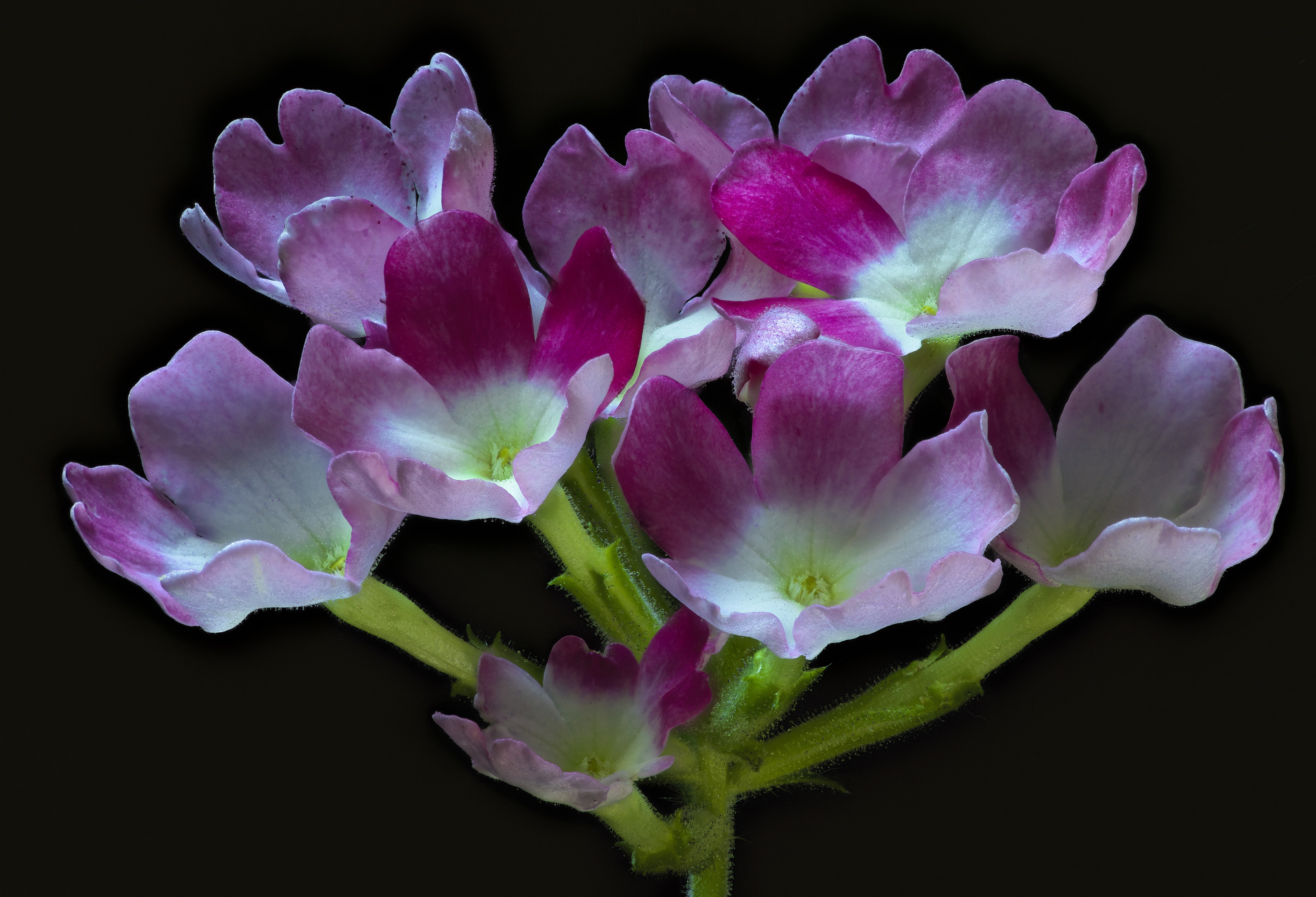 Verbena flowers with pink and white petals on black background HD Wallpaper