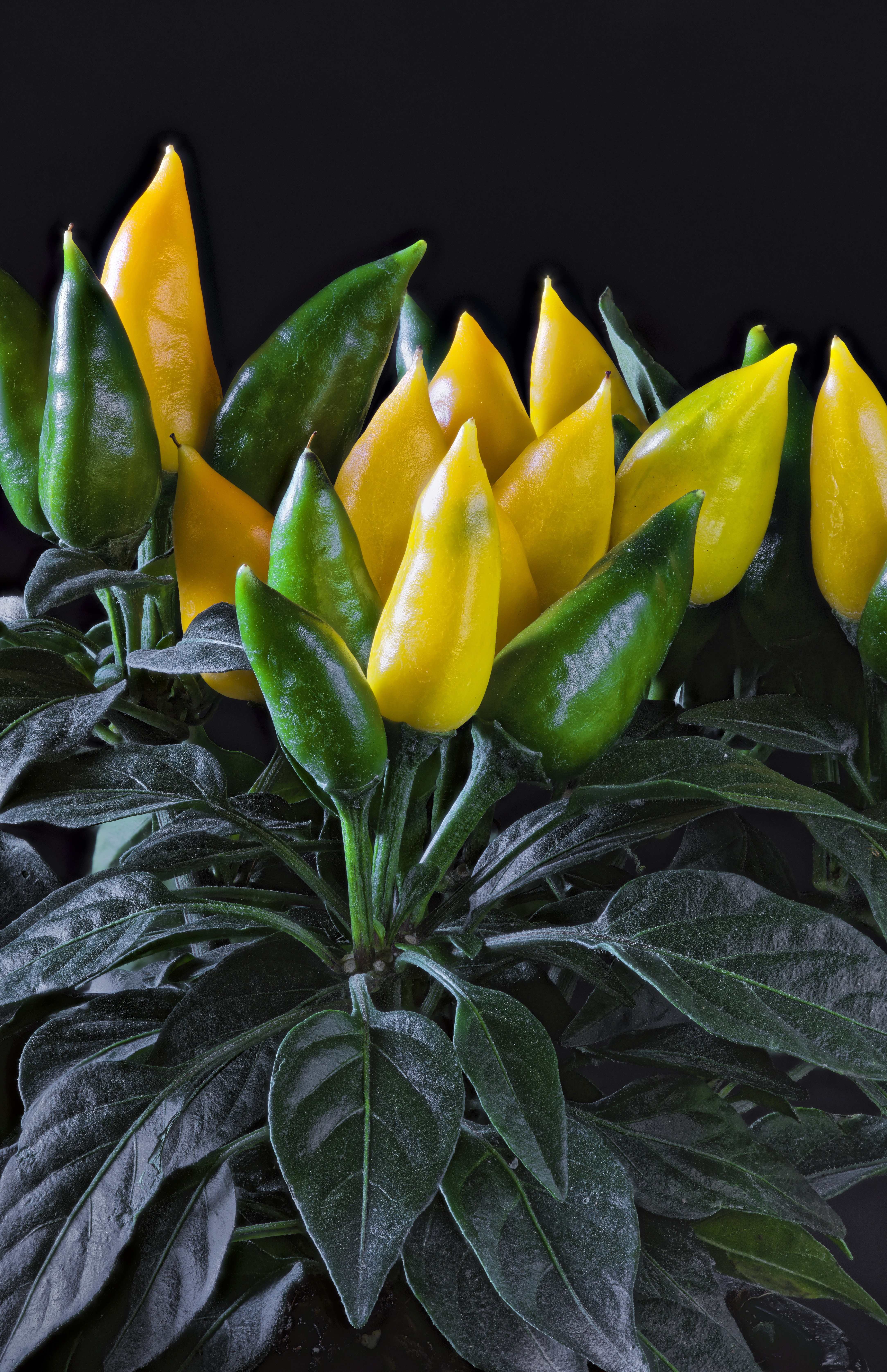 Yellow and green chili peppers on a plant HD Phone Wallpaper