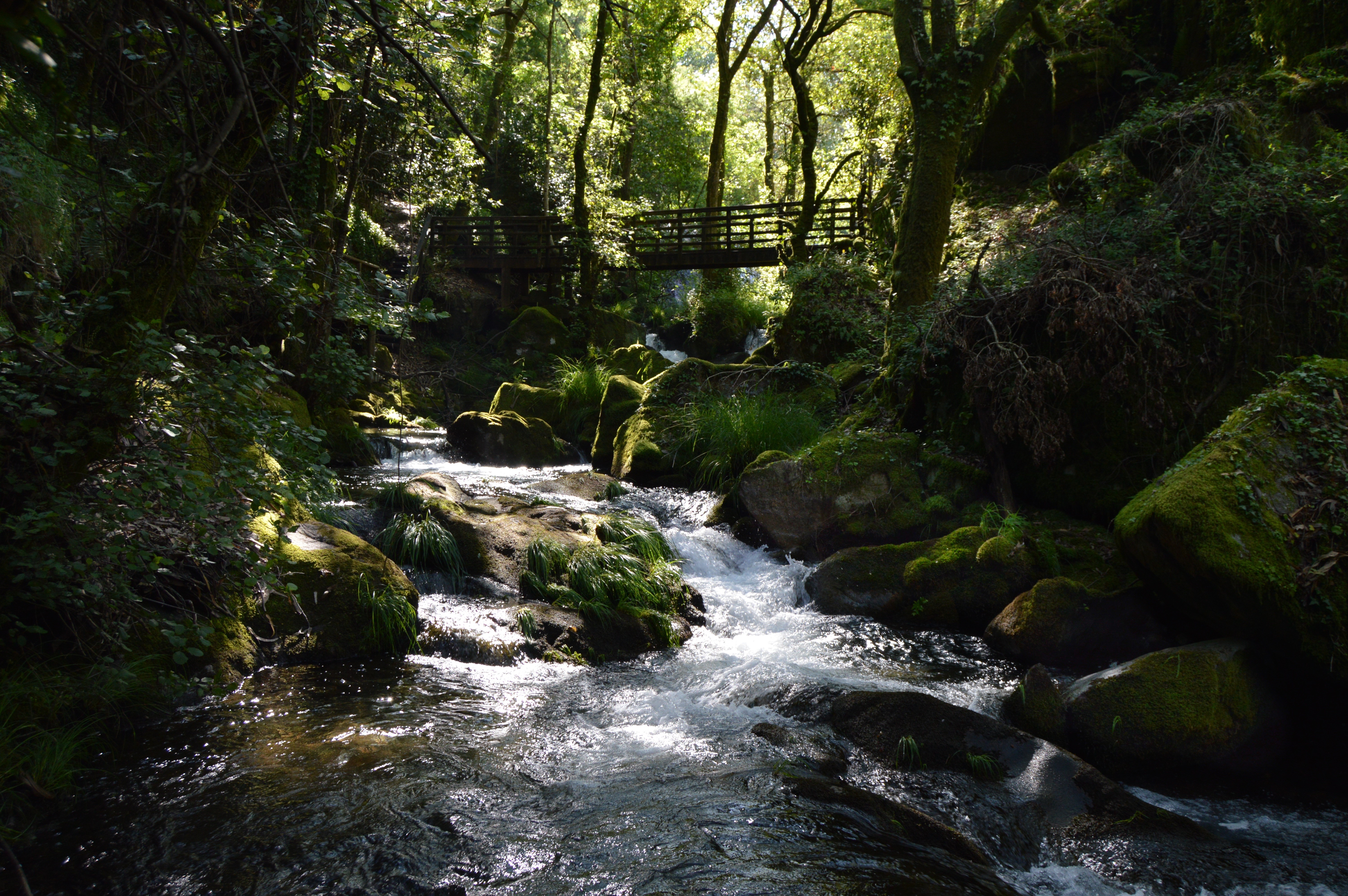 Mossy Stones and Stream in Forest with Bridge HD Wallpaper