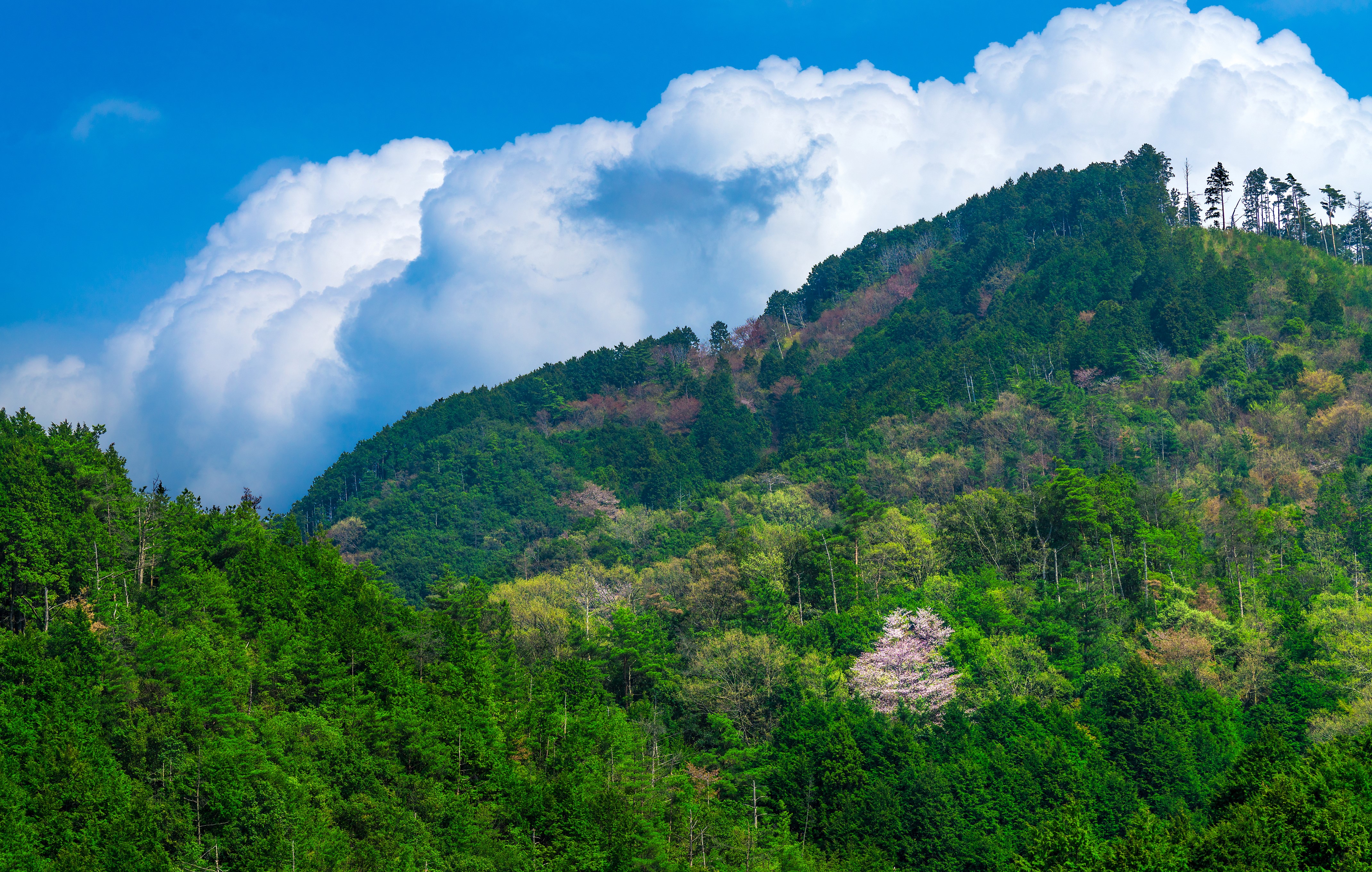 4K Japan Mountains and Forests HD Wallpaper