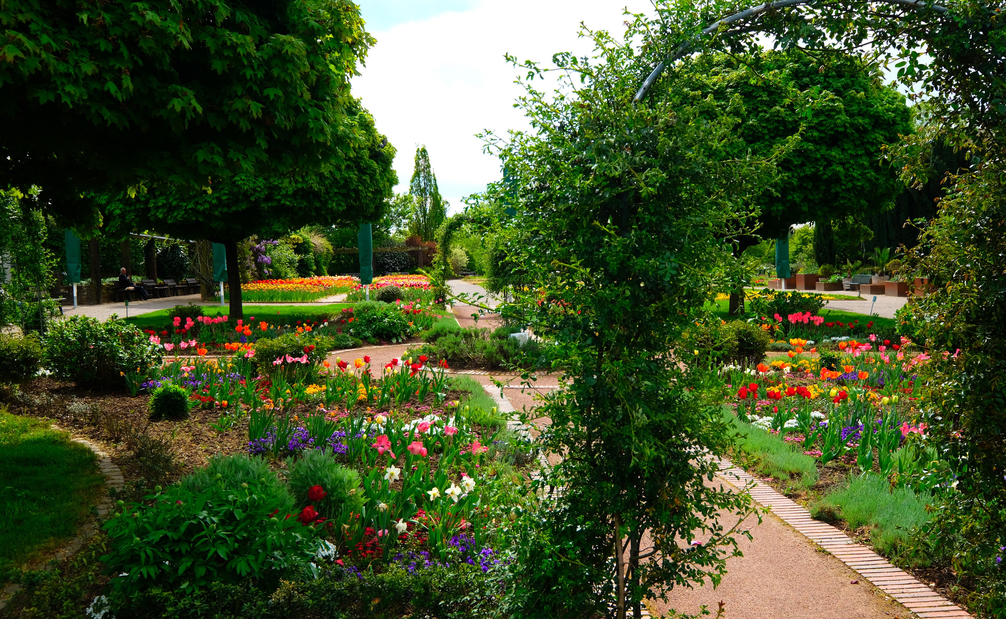Botanischer Garten Solingen, Germany with tulips and shrubs HD Wallpaper
