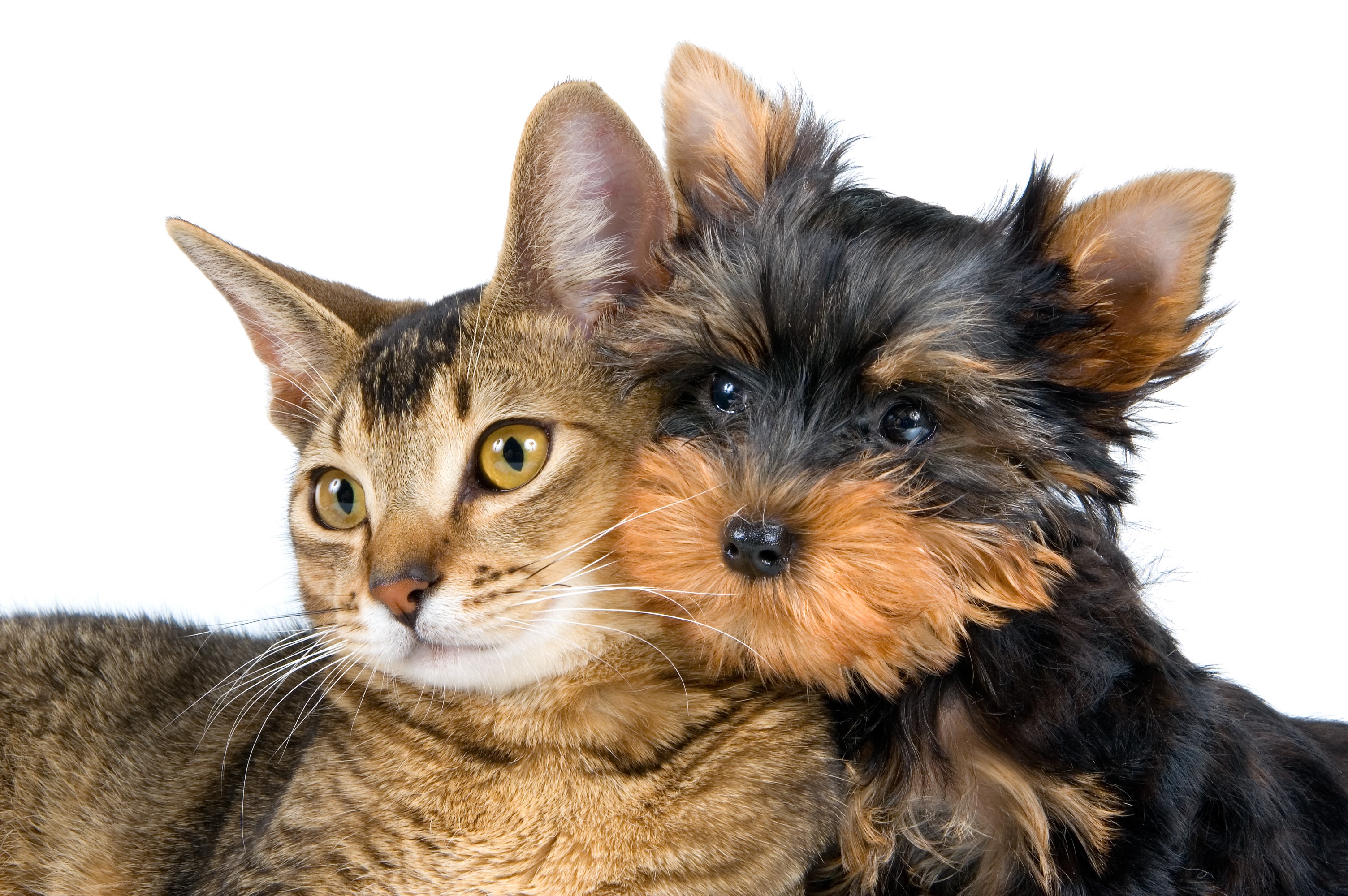 Abyssinian cat and Yorkshire terrier puppy HD Wallpaper