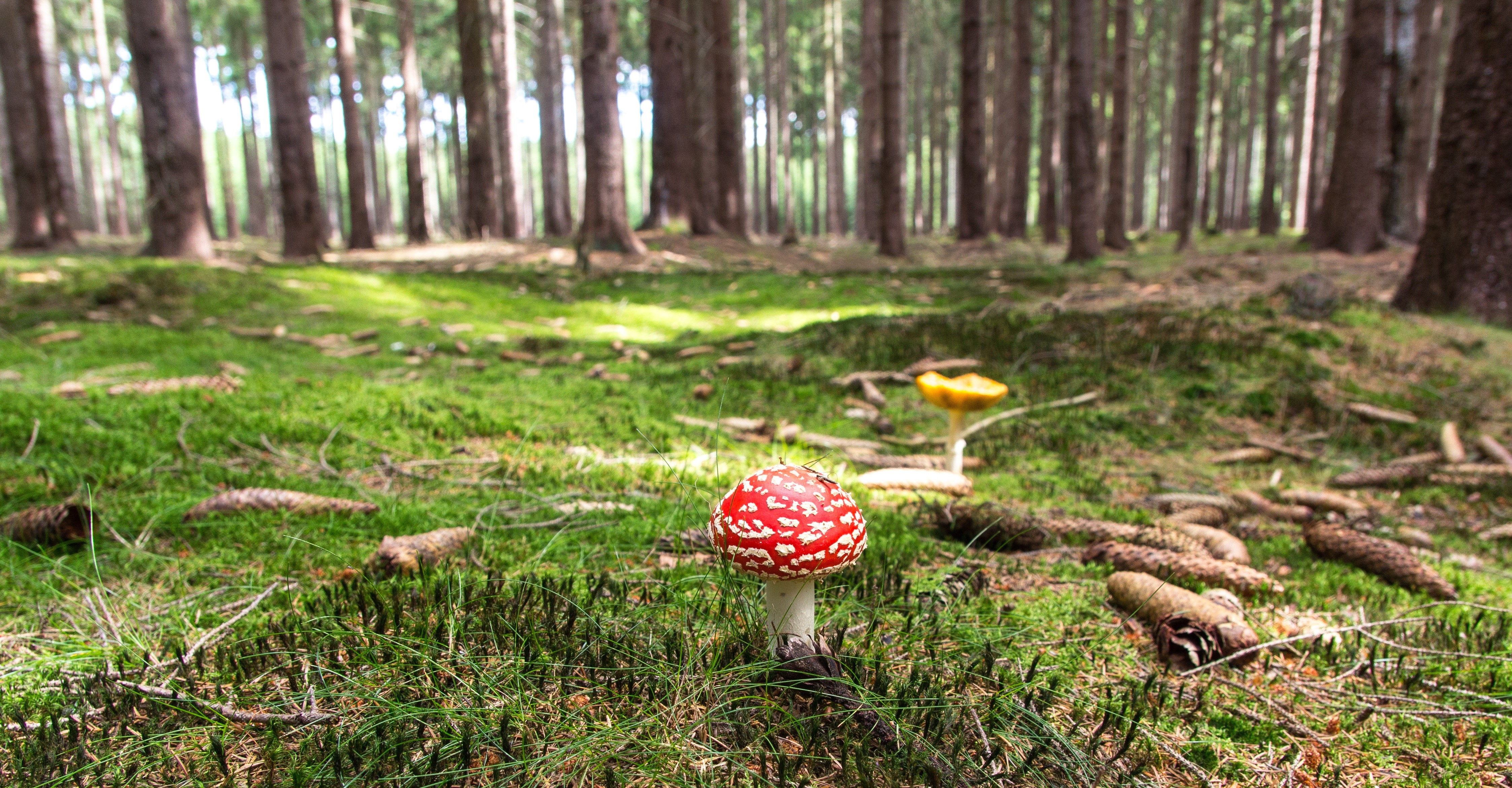 Amanita mushrooms in a mossy forest HD Wallpaper