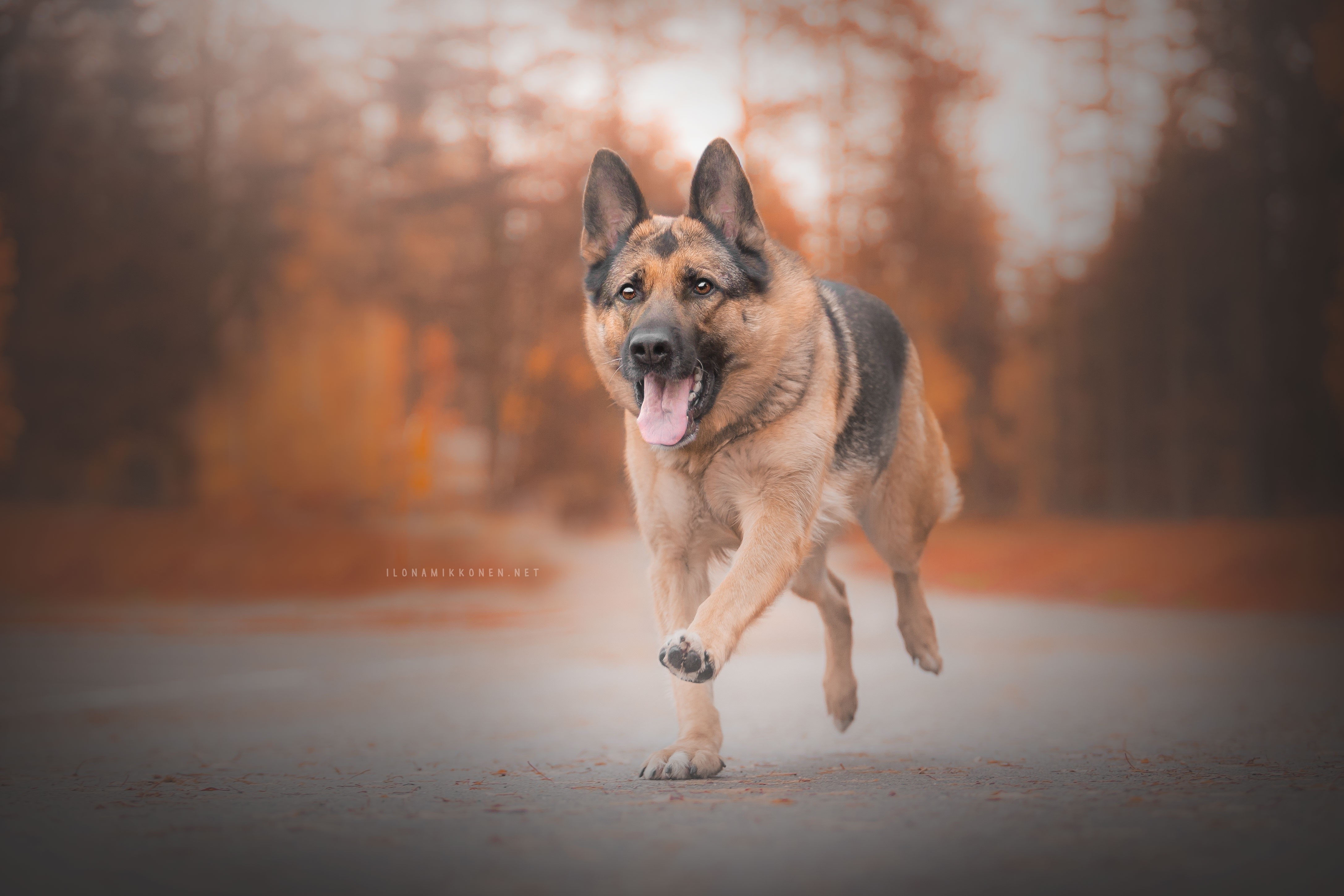 4K German Shepherd Running with Tongue Out HD Wallpaper
