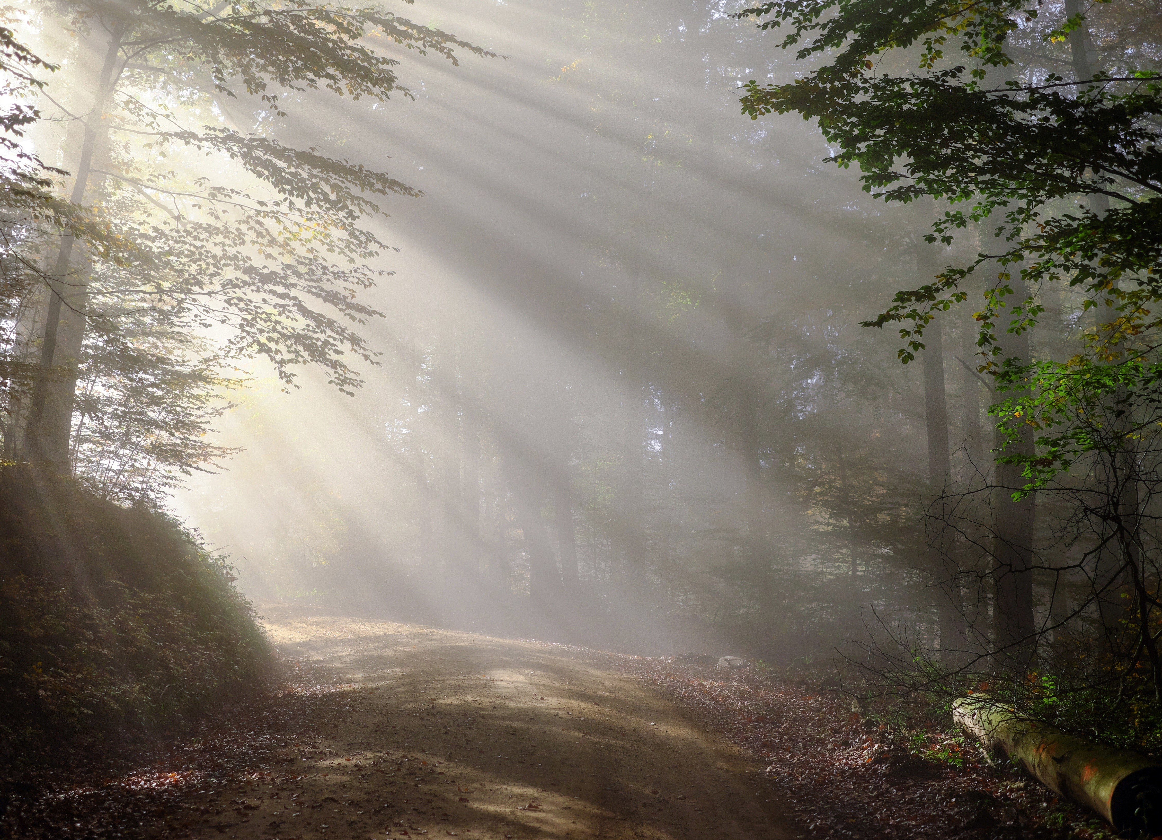 4K Morning Foggy Forest Road with Sun Rays HD Wallpaper