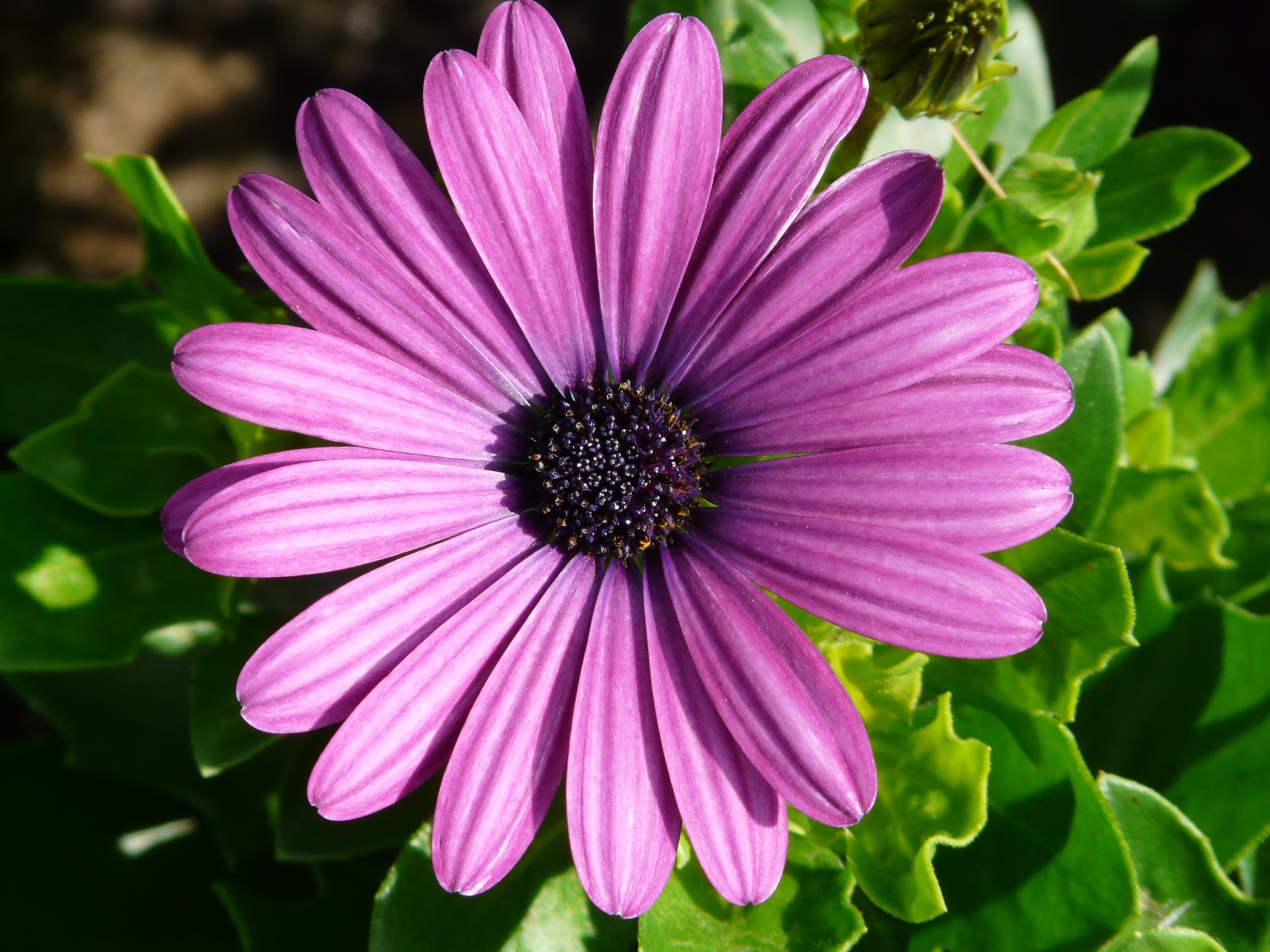 Purple daisy flower with dark center HD Wallpaper