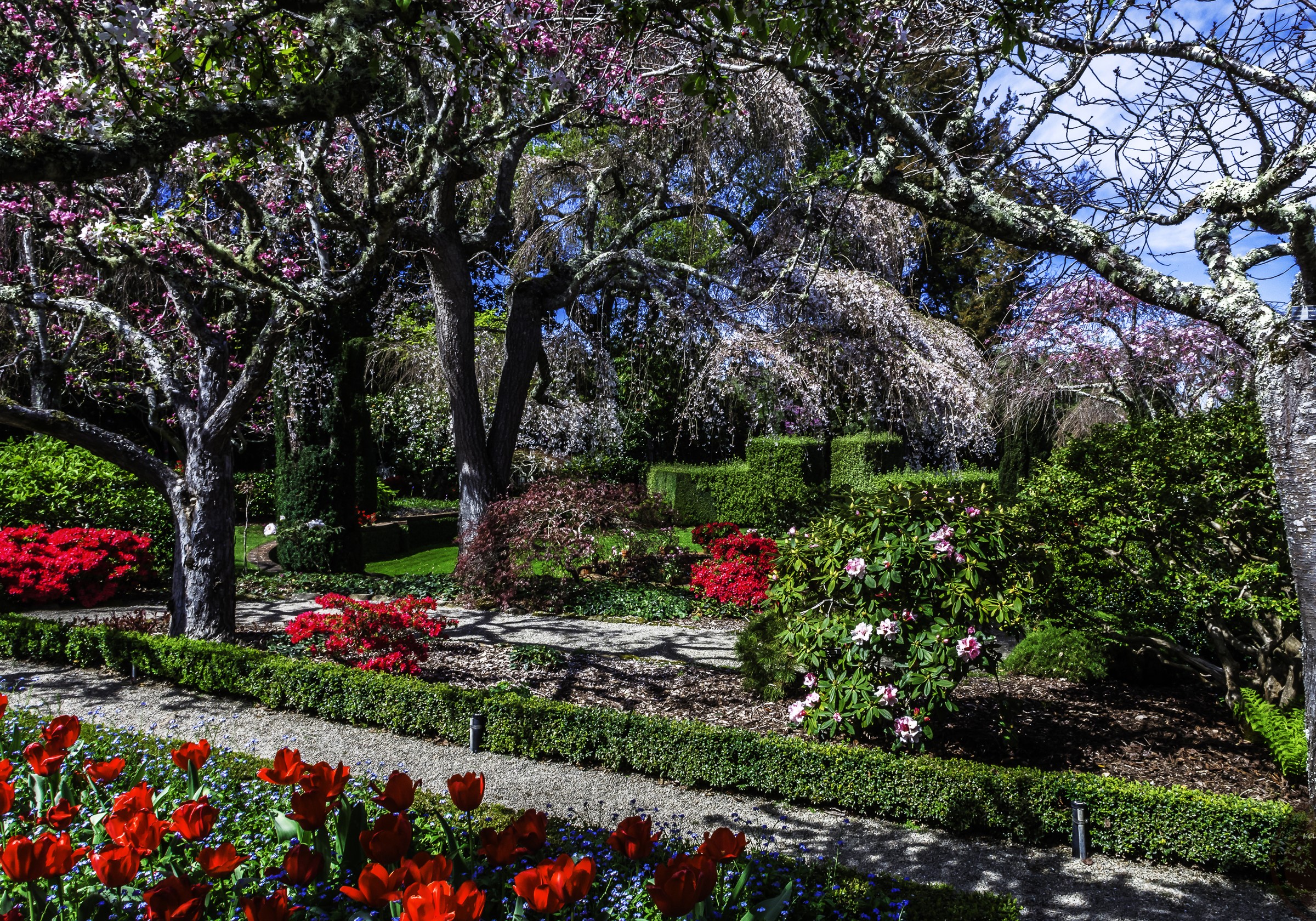 Filoli Gardens in California with Tulips and Flowering Trees HD Wallpaper