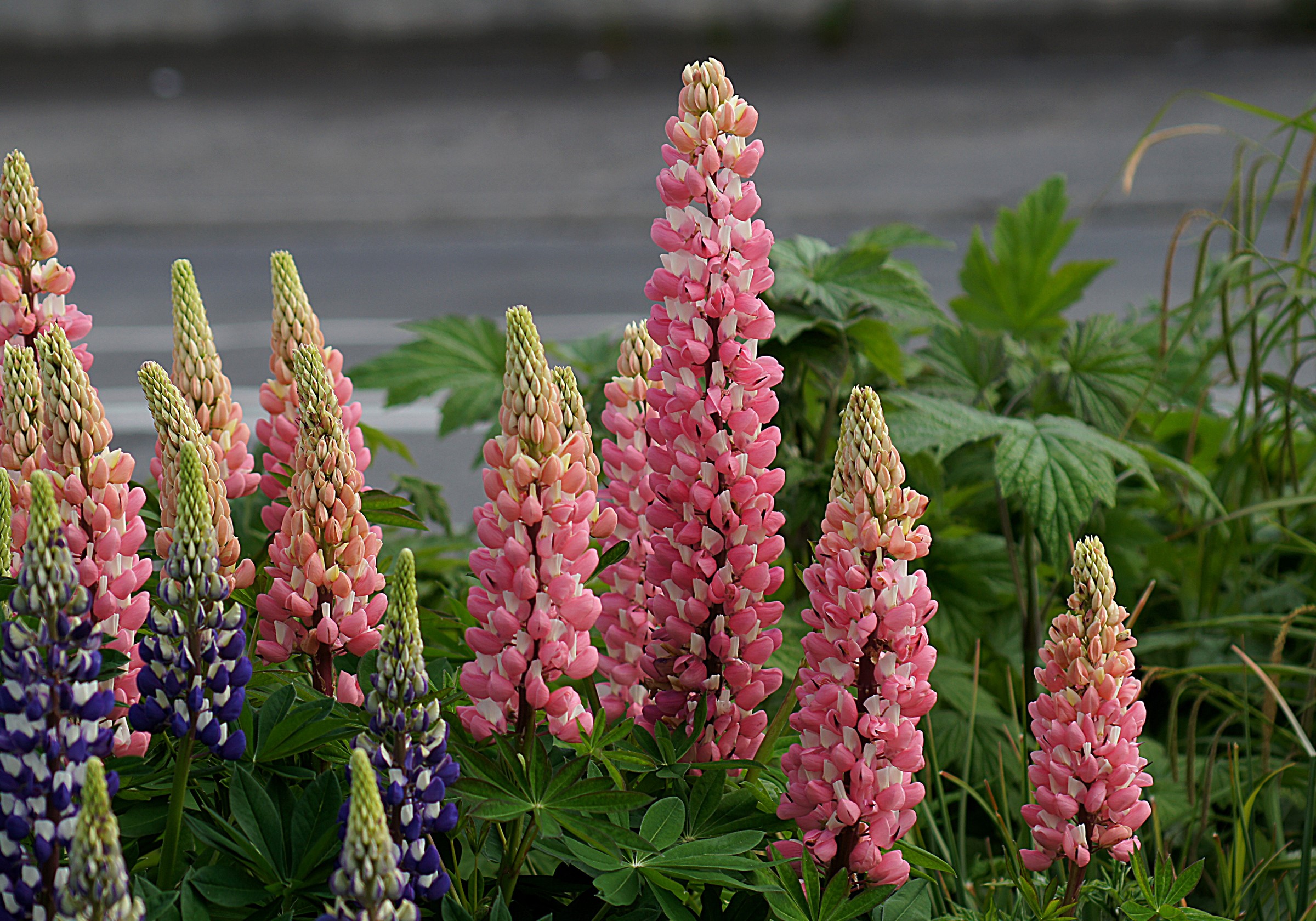 Pink and purple lupine flowers in bloom HD Wallpaper