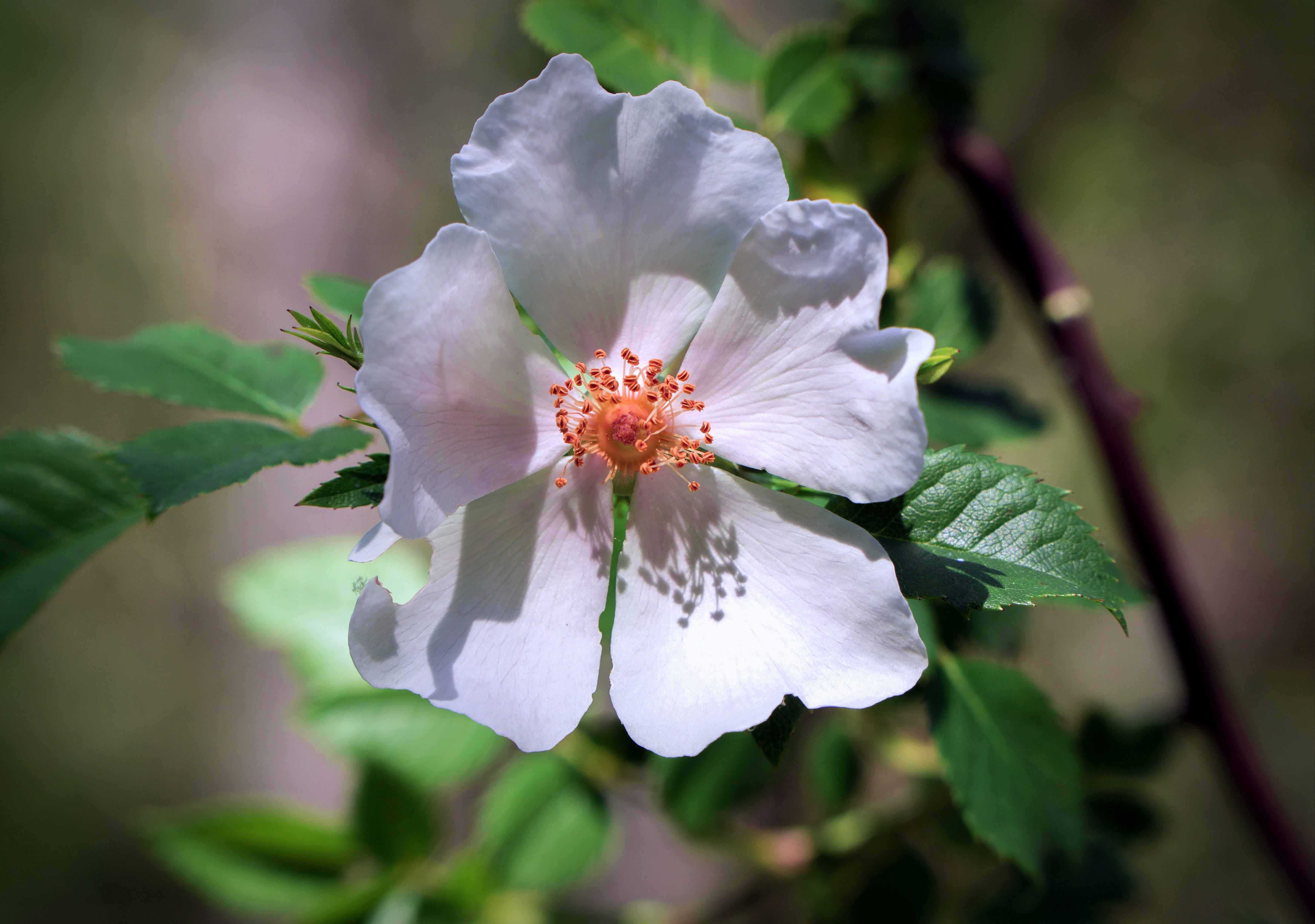 White Dogrose Flower Closeup HD Wallpaper