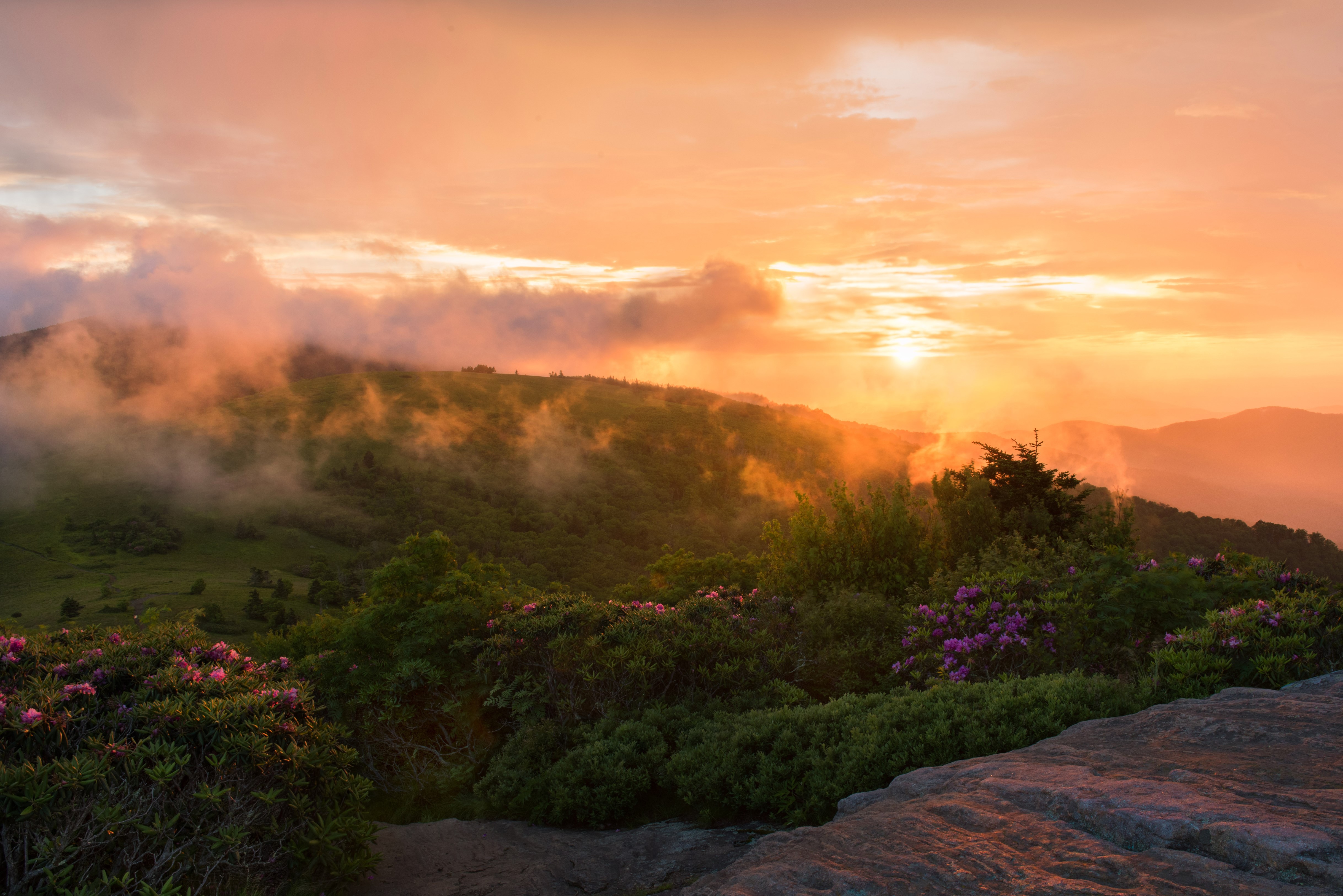 4K Sunrise over Roan Mountain Rhododendron Gardens, USA HD Wallpaper