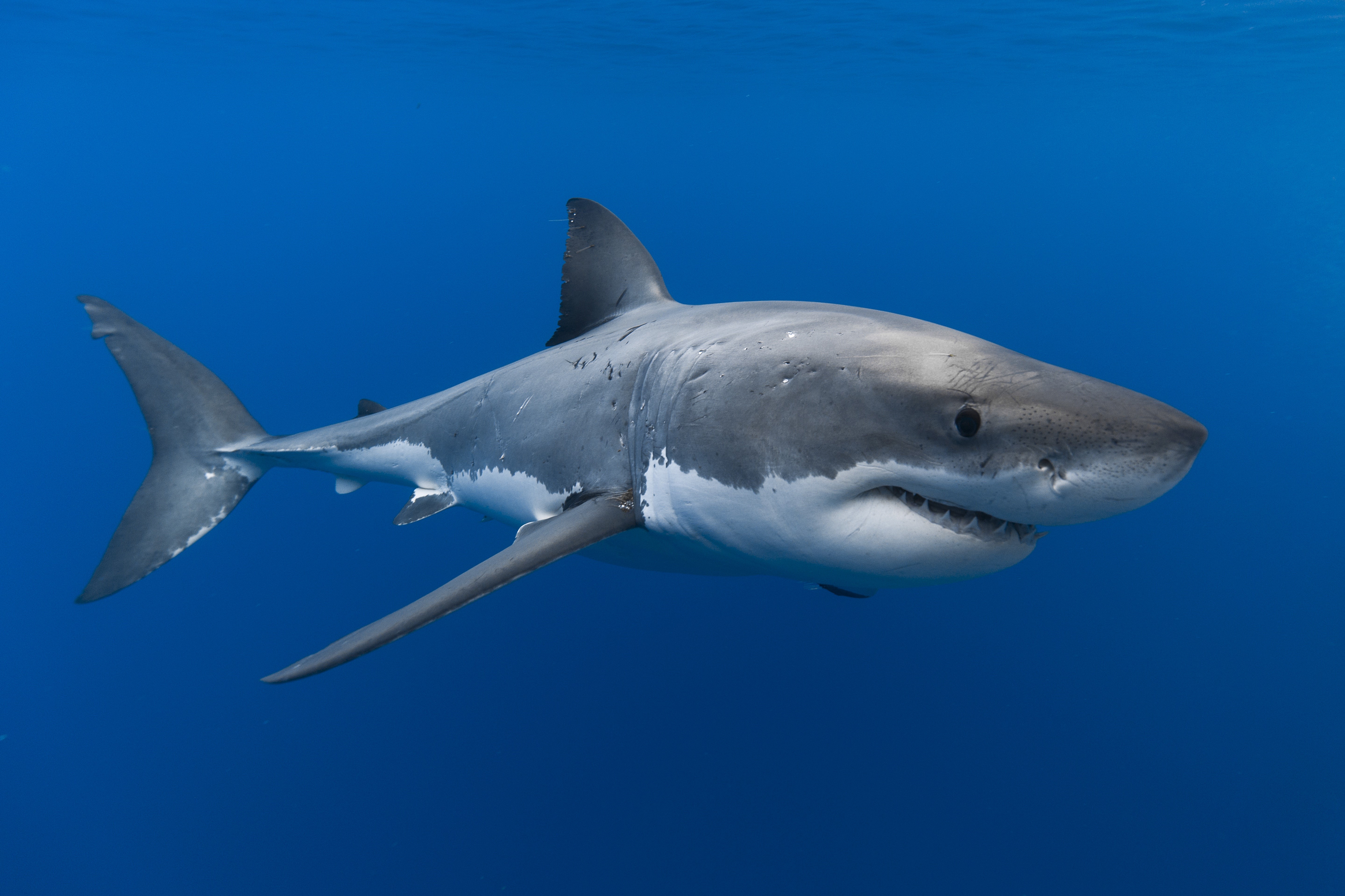 Great White Shark swimming in blue ocean HD Wallpaper