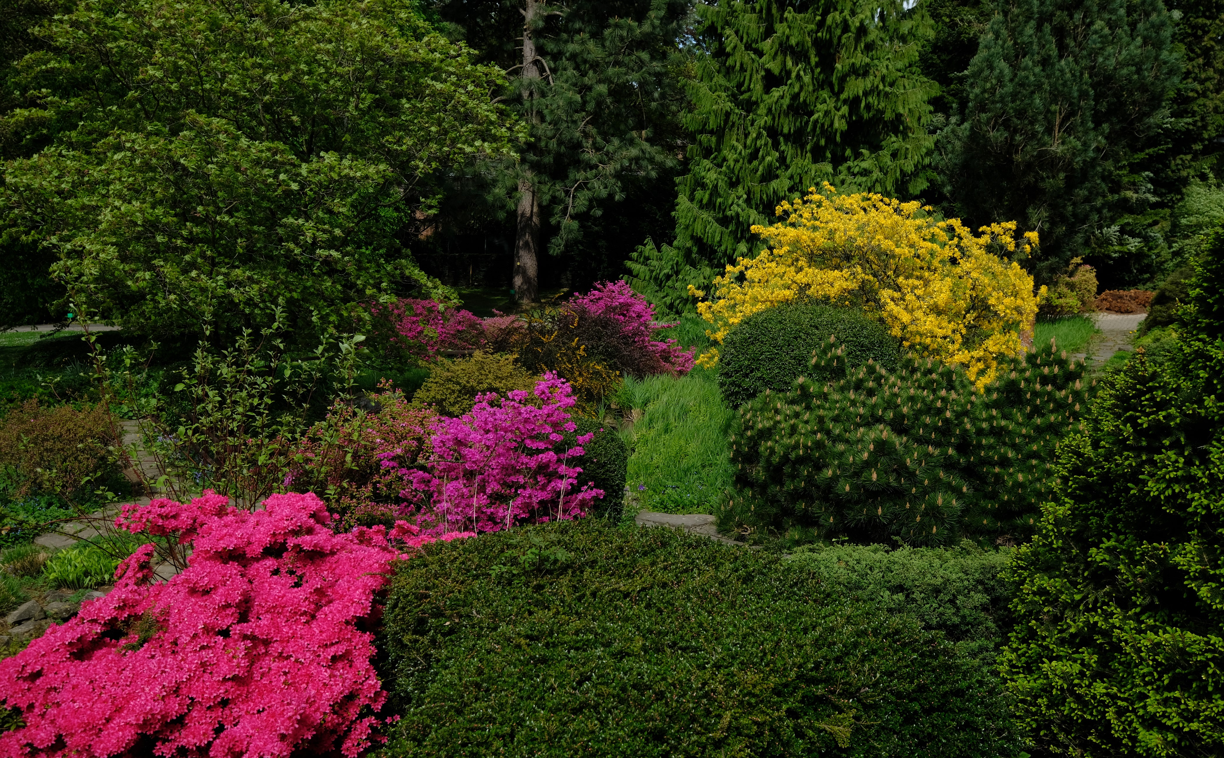Botanischer Garten Solingen Germany Rhododendron Shrubs HD Wallpaper