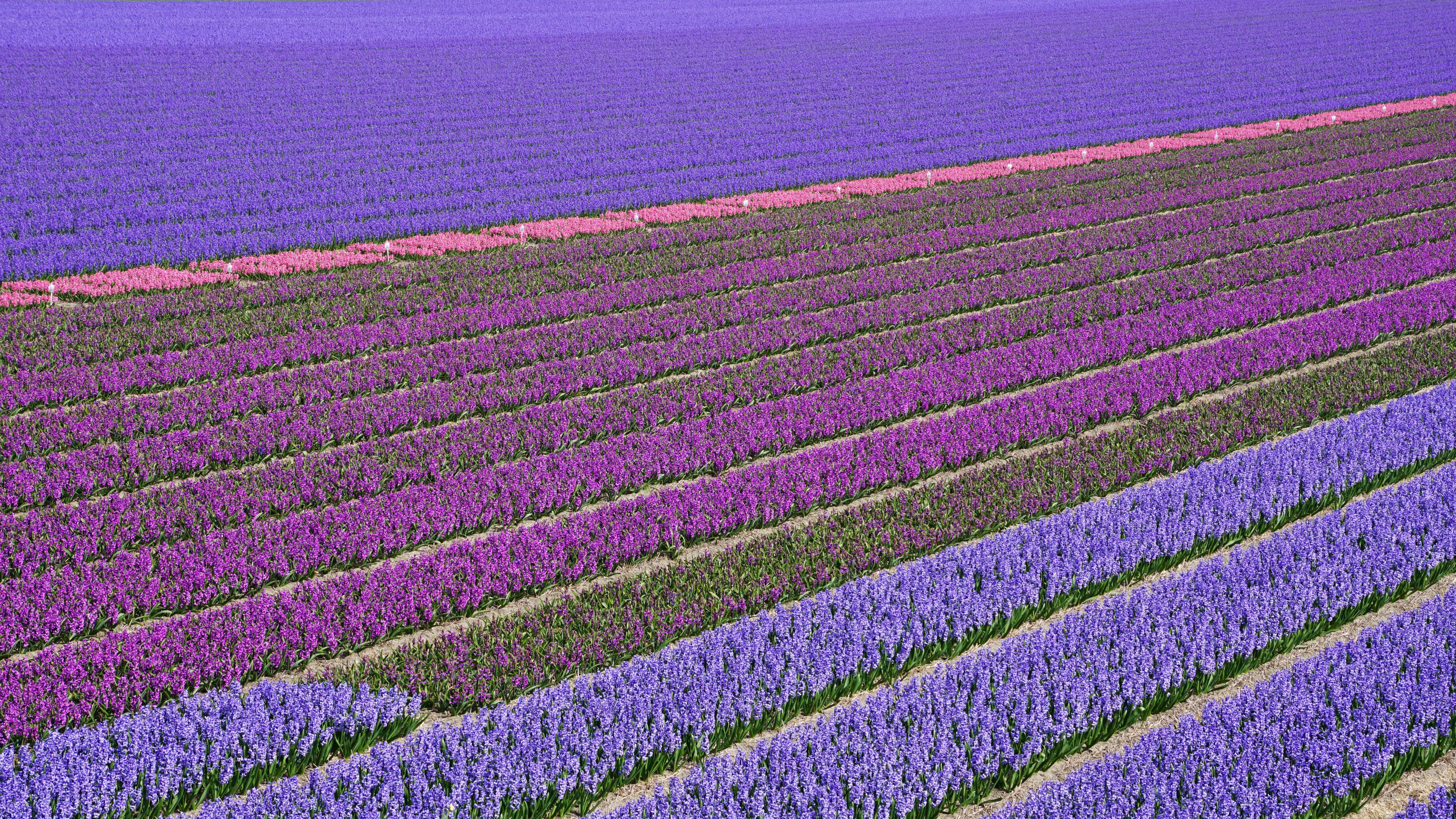 Hyacinth Fields in Lisse, Netherlands HD Wallpaper