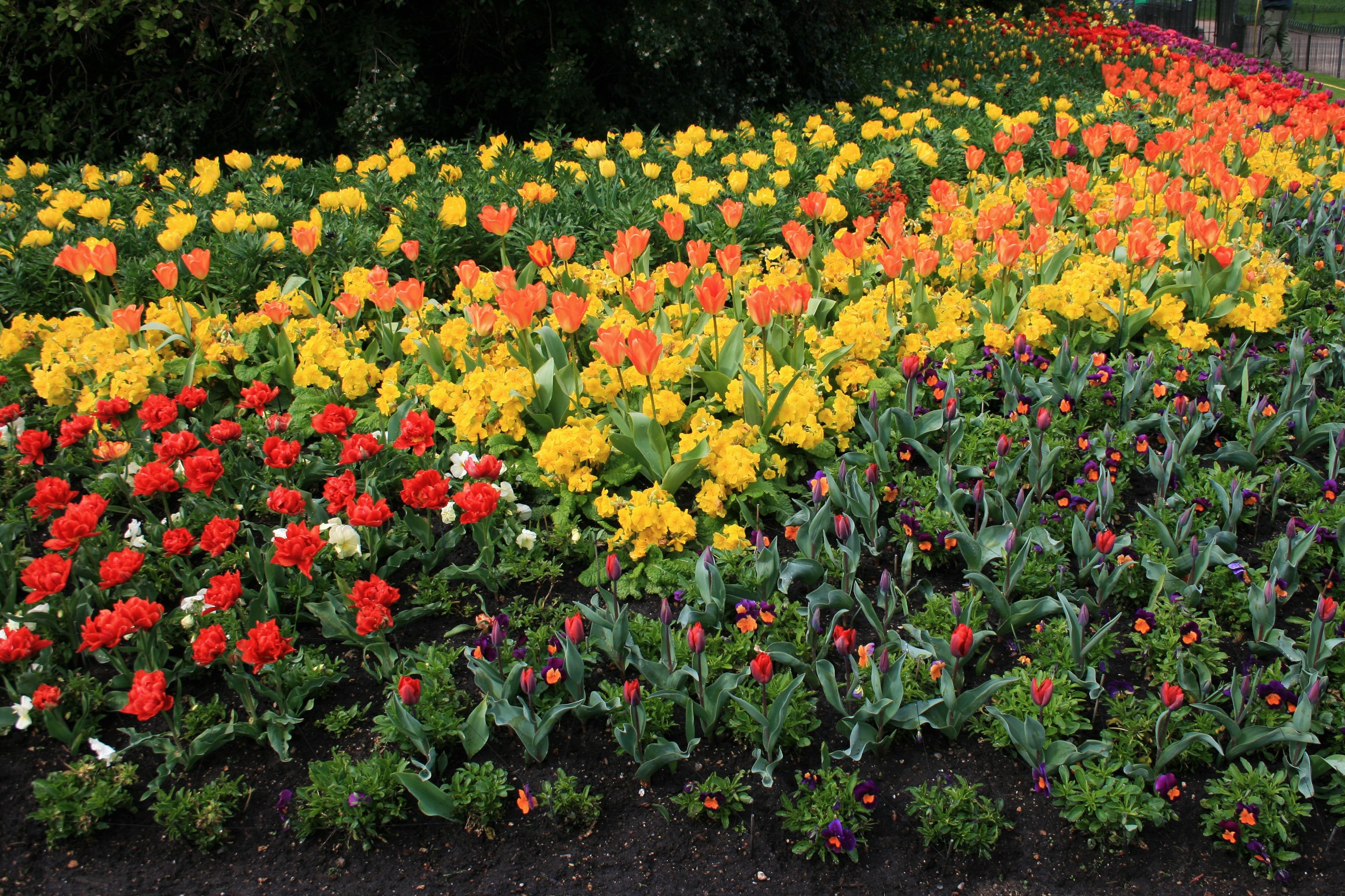 Flower bed with tulips and pansies in St James Park HD Wallpaper