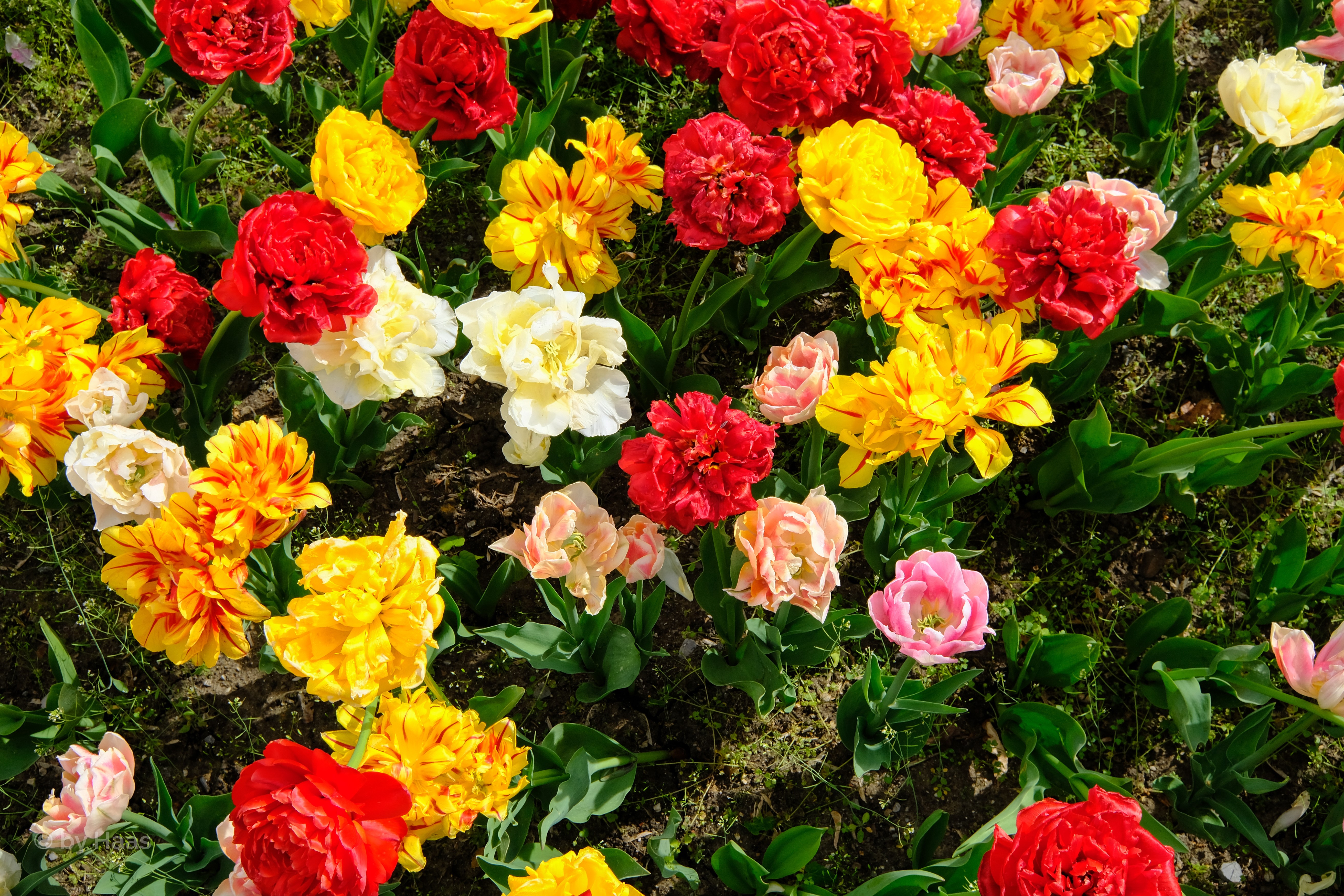 Multicolor Tulips Closeup HD Wallpaper