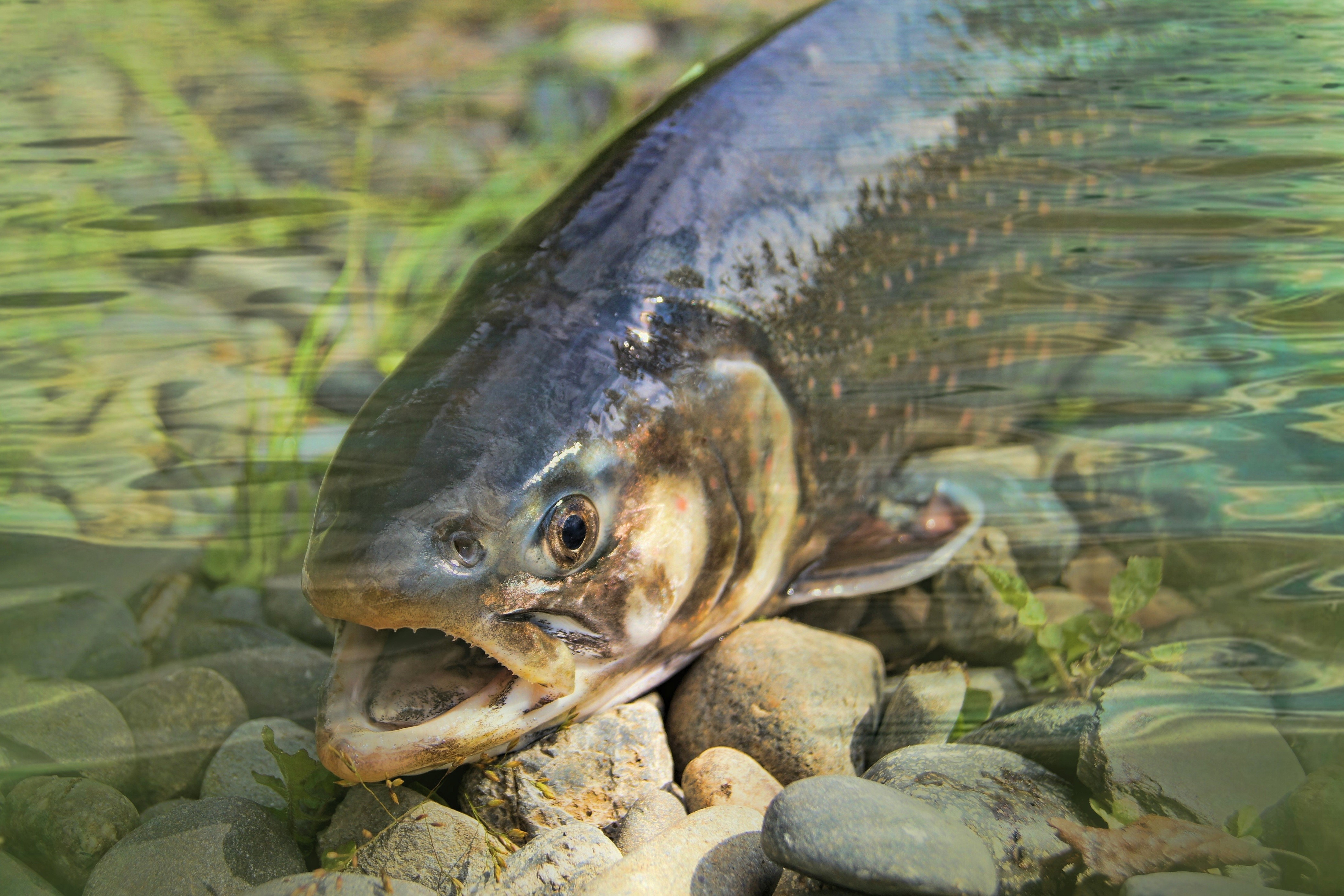 4K Trout on Stones HD Wallpaper