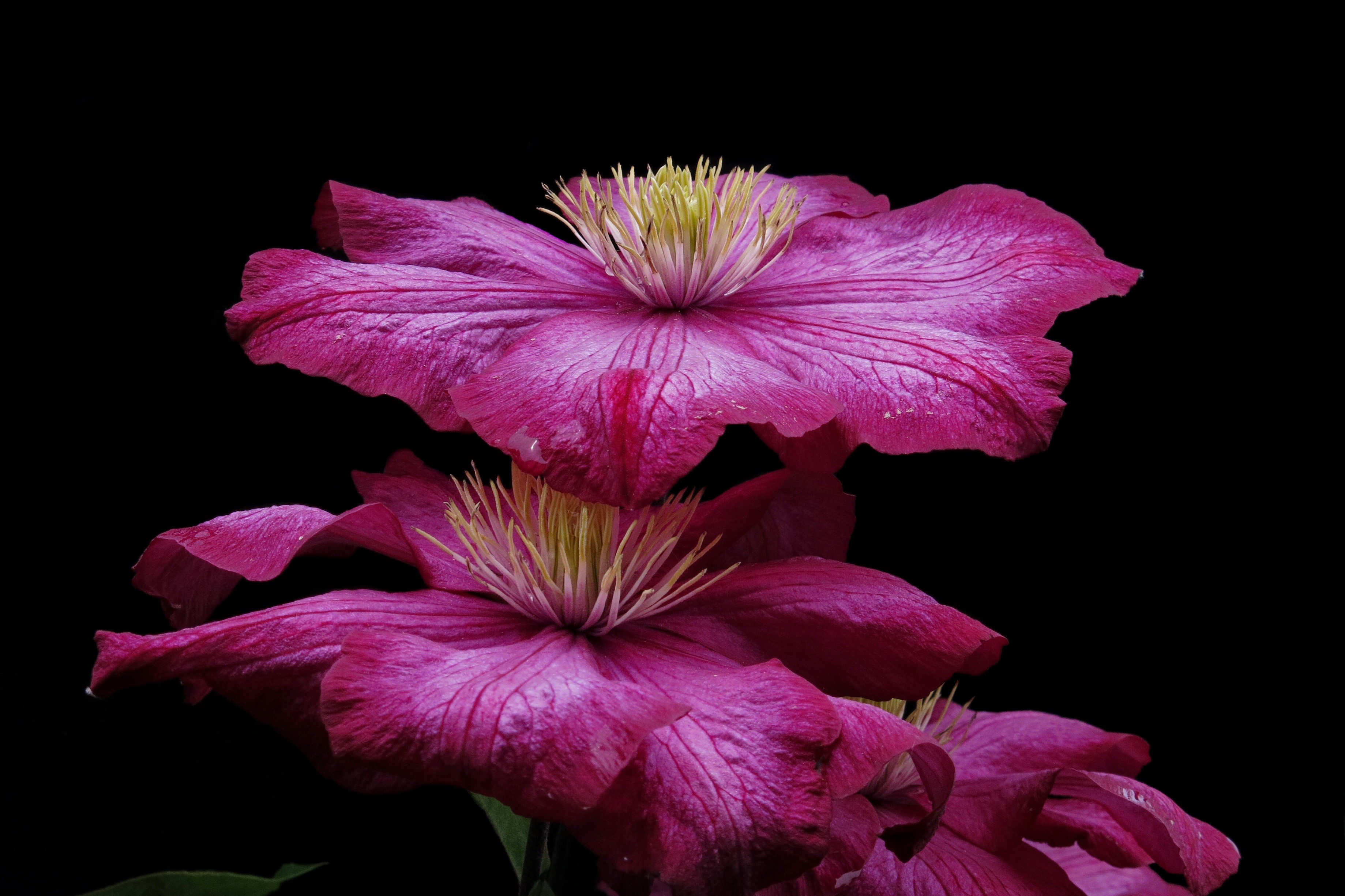 Ville De Lyon Clematis flowers on black background HD Wallpaper