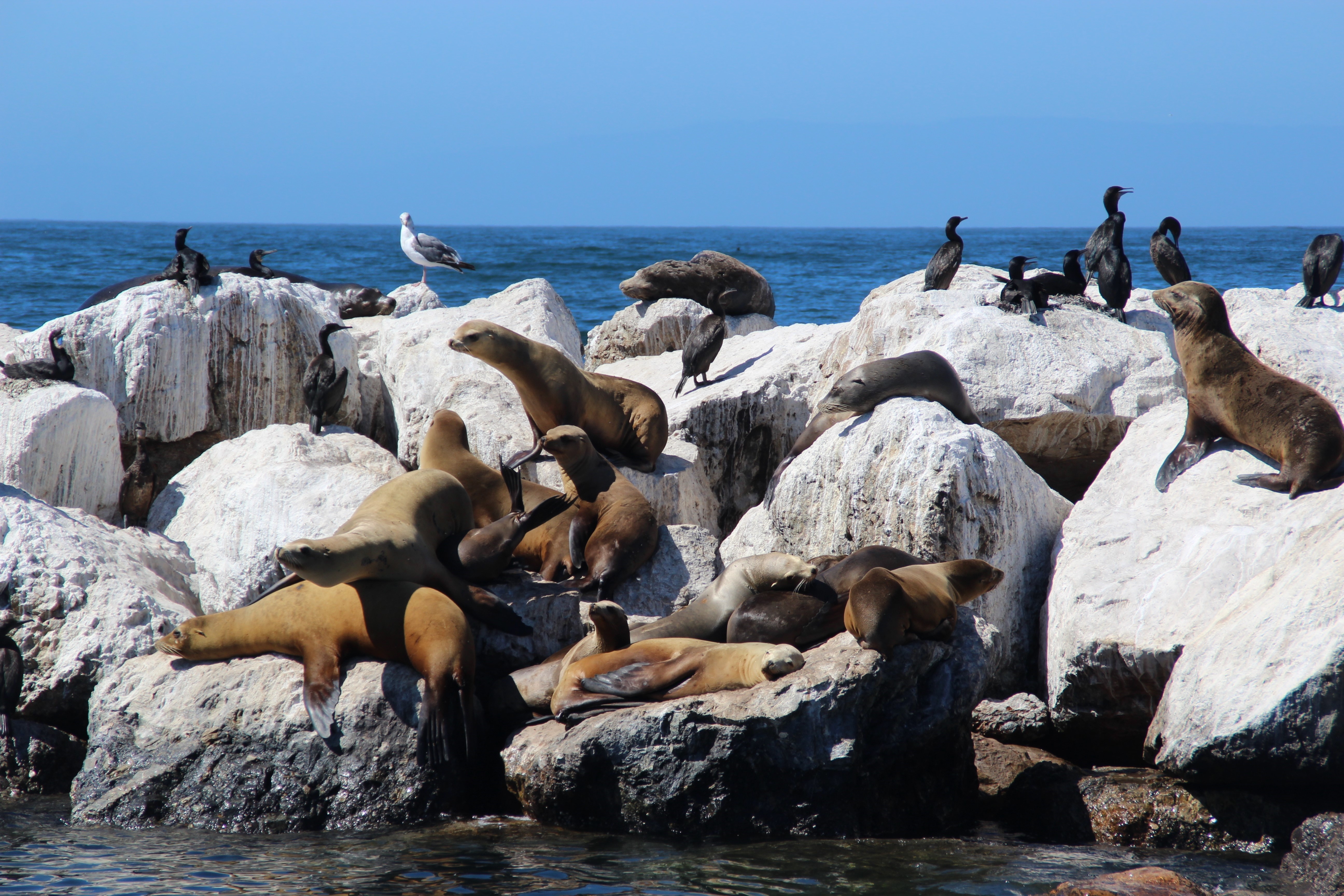 Sea lions and birds on rocks by the sea HD Wallpaper