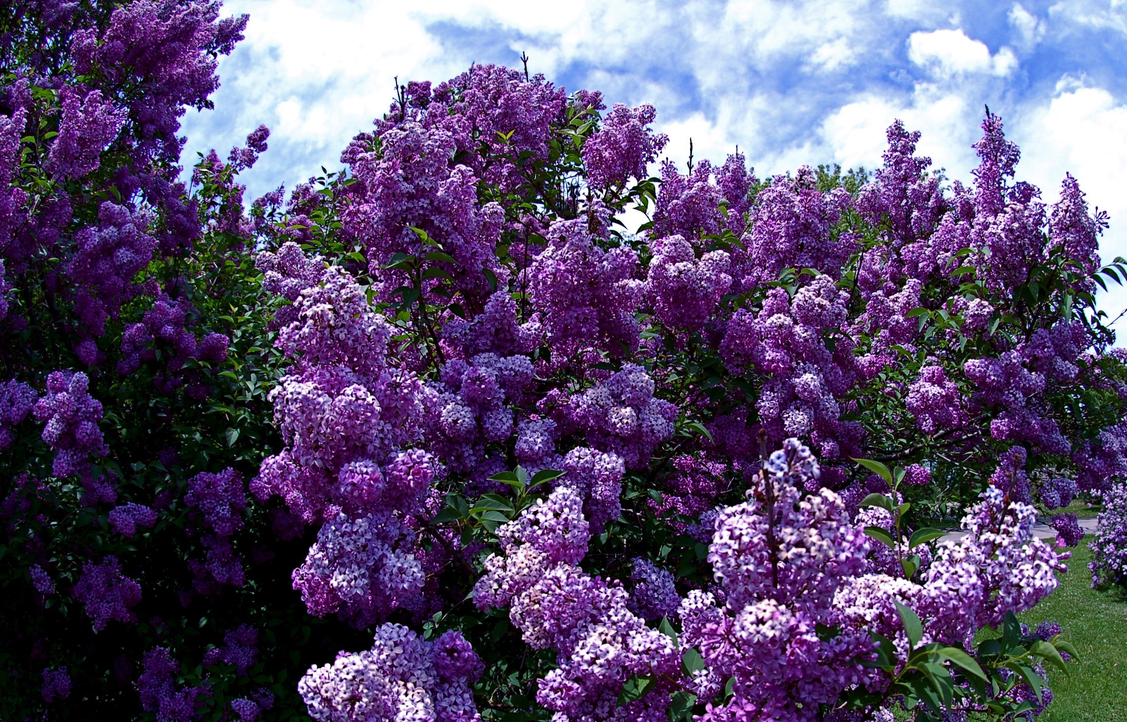 Purple Lilac Bush in Bloom Under a Cloudy Sky HD Wallpaper