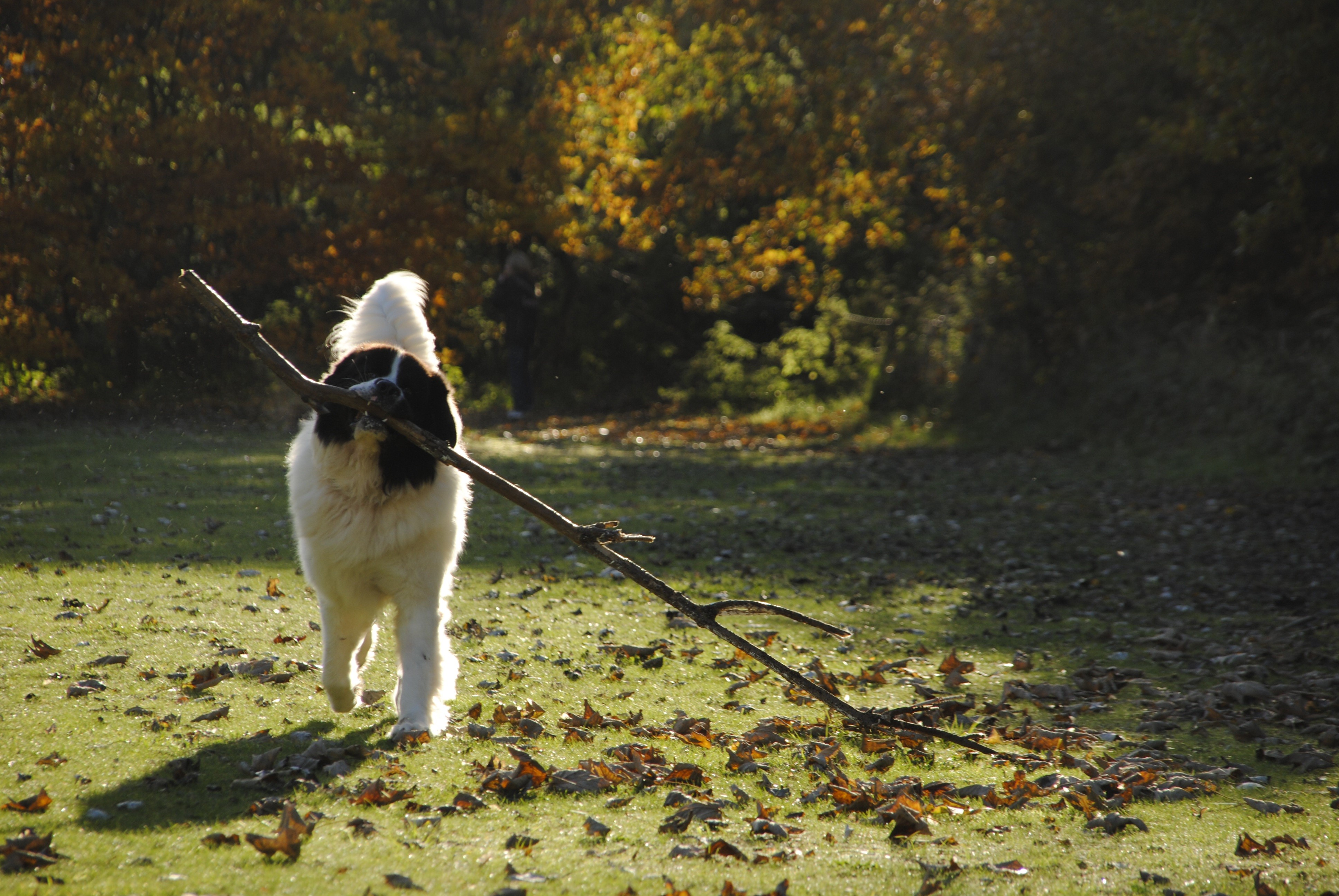 4K Landseer dog with stick in autumn park HD Wallpaper