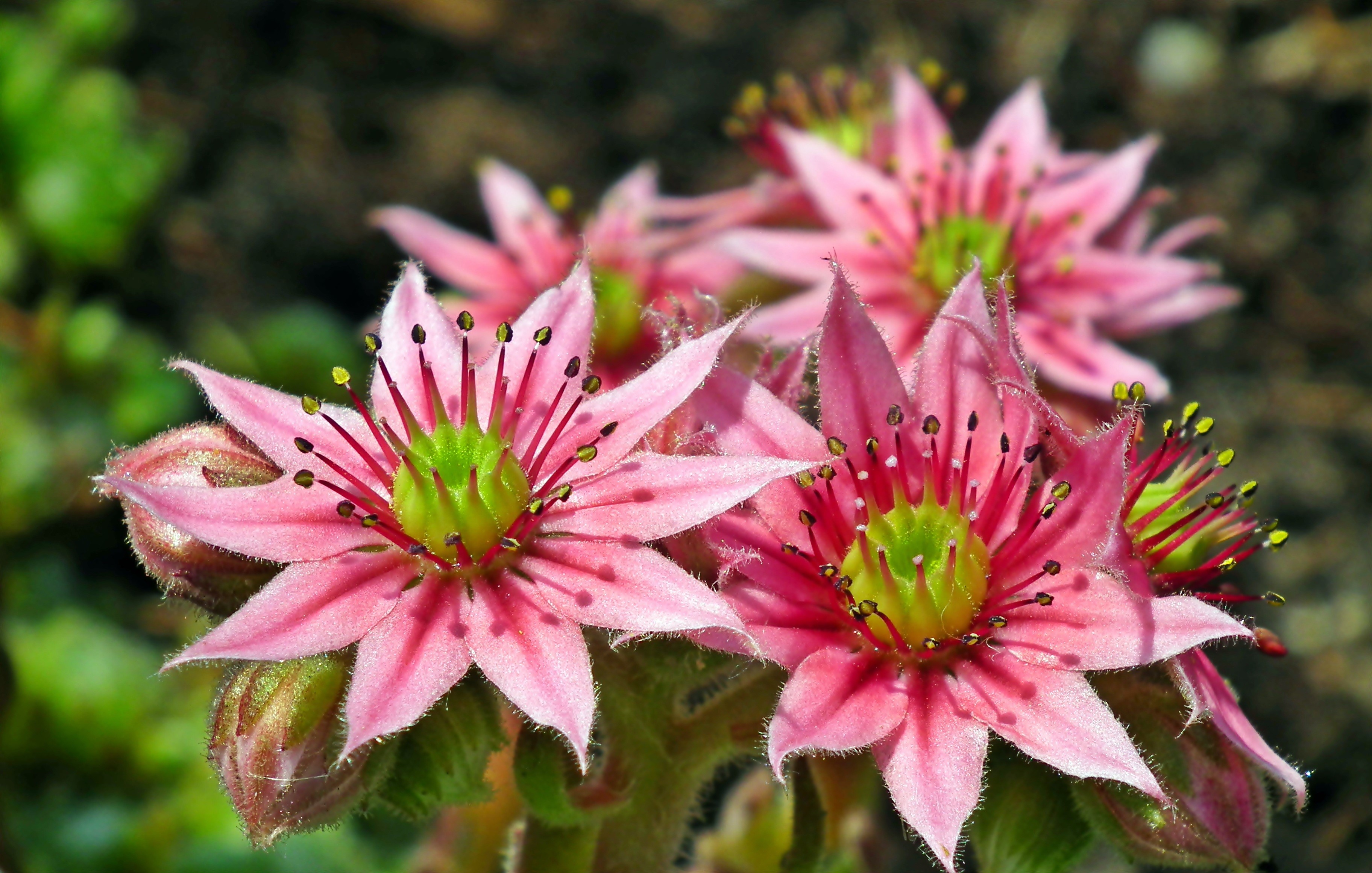 Pink Sempervivum flowers in close-up HD Wallpaper