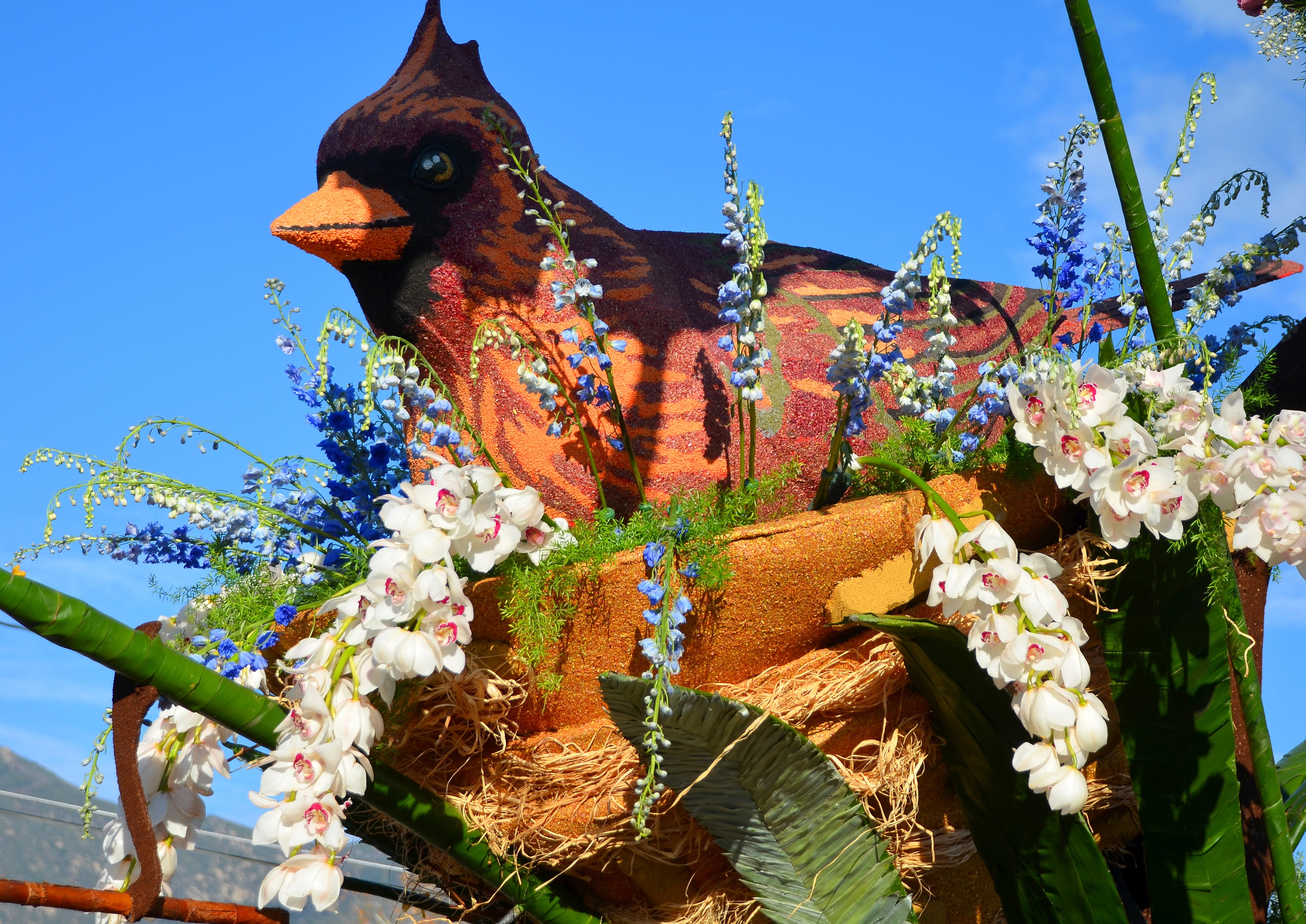Cardinal float with orchids and blue flowers HD Wallpaper