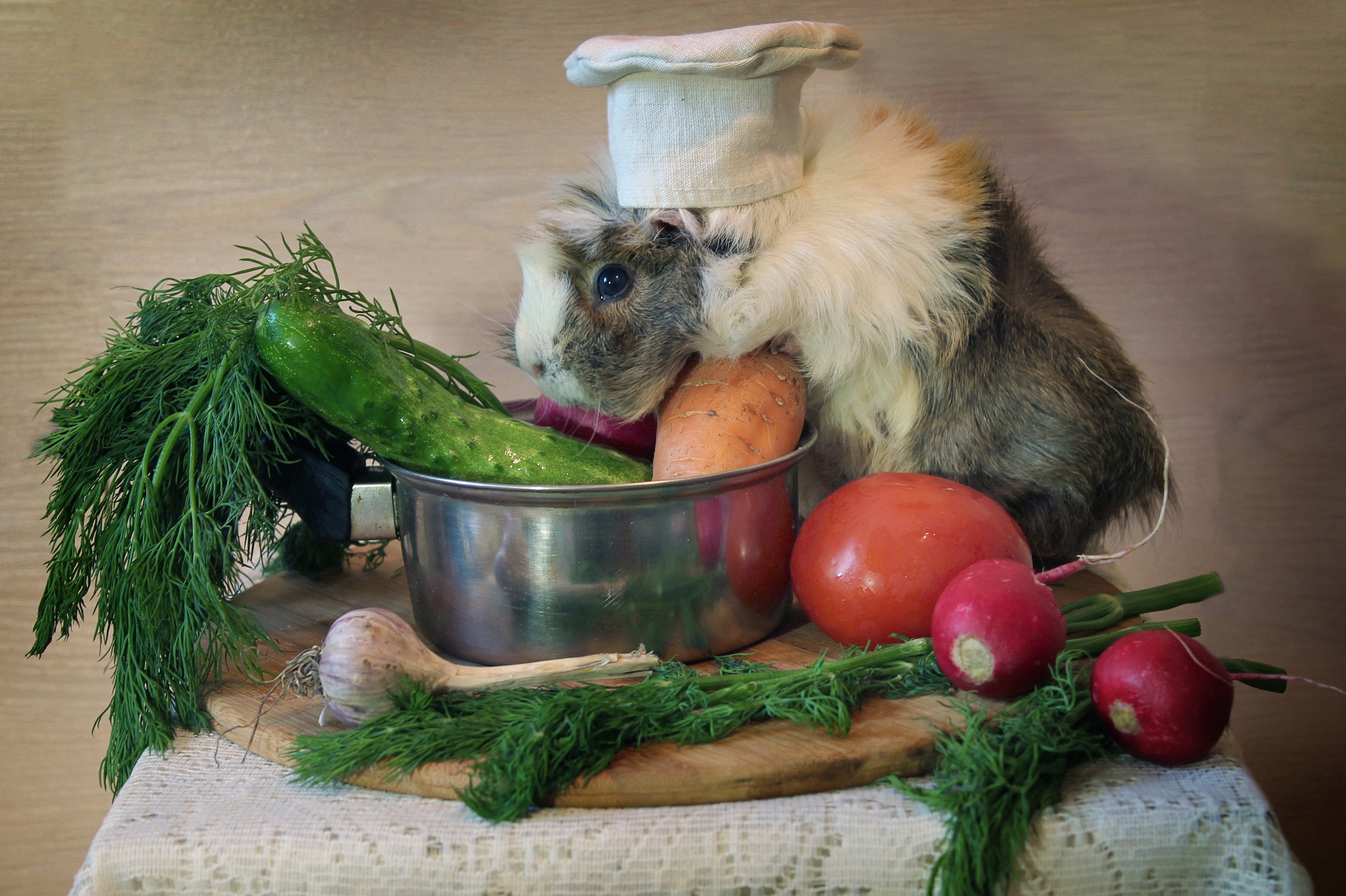 Guinea pig chef with vegetables in a pot HD Wallpaper