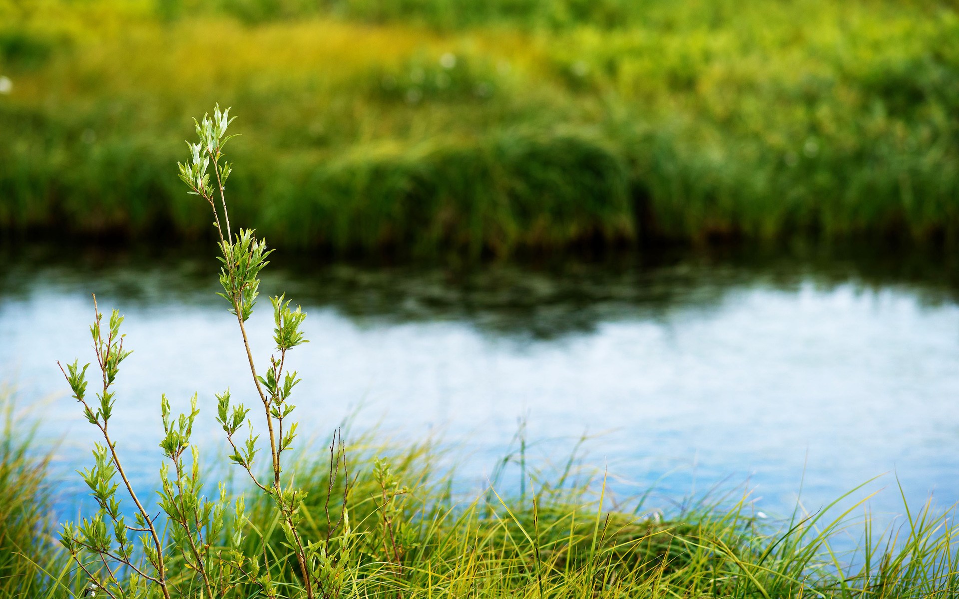 Green plants by a body of water HD Wallpaper