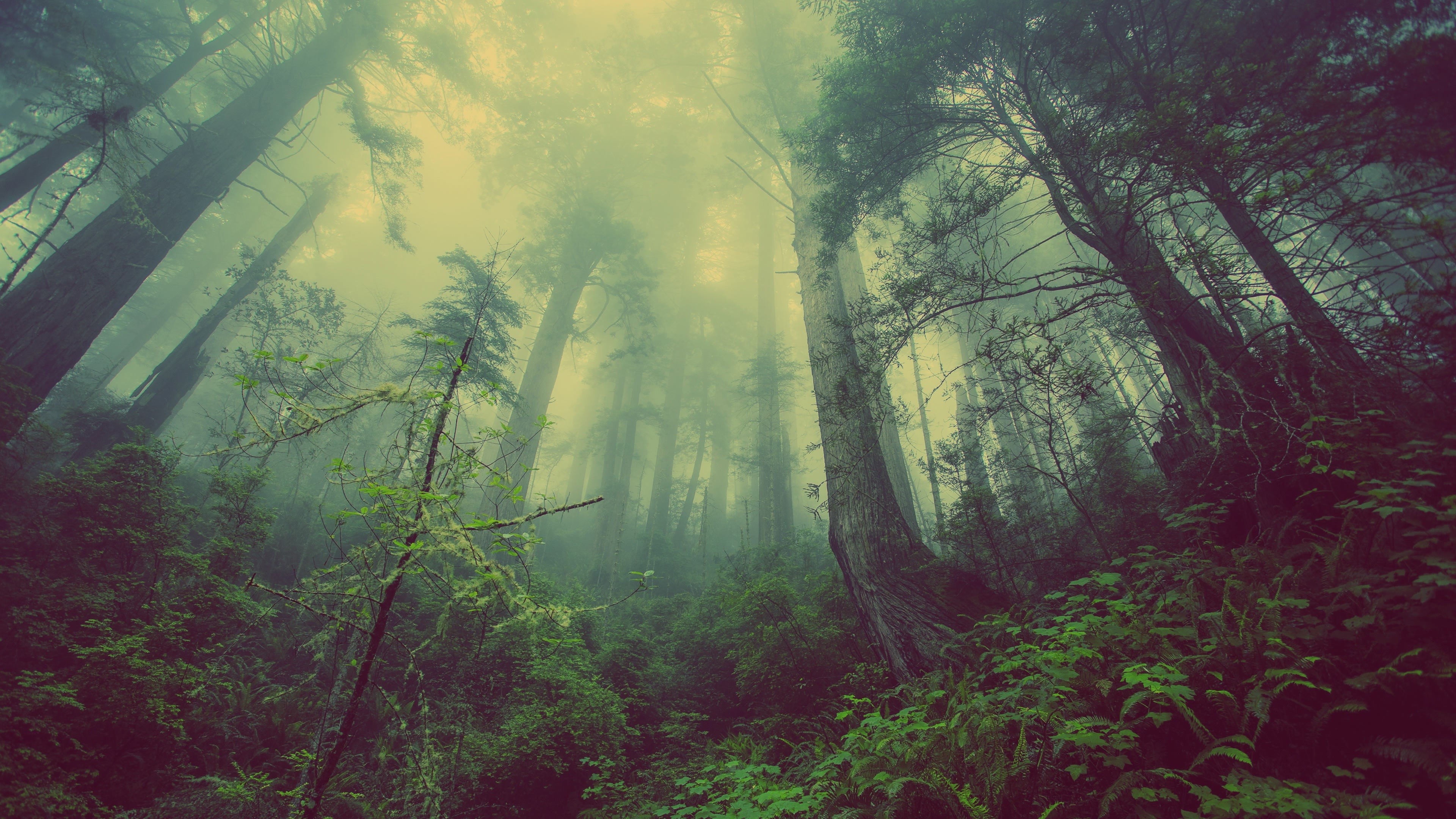 4K Foggy Forest with Tall Trees HD Wallpaper