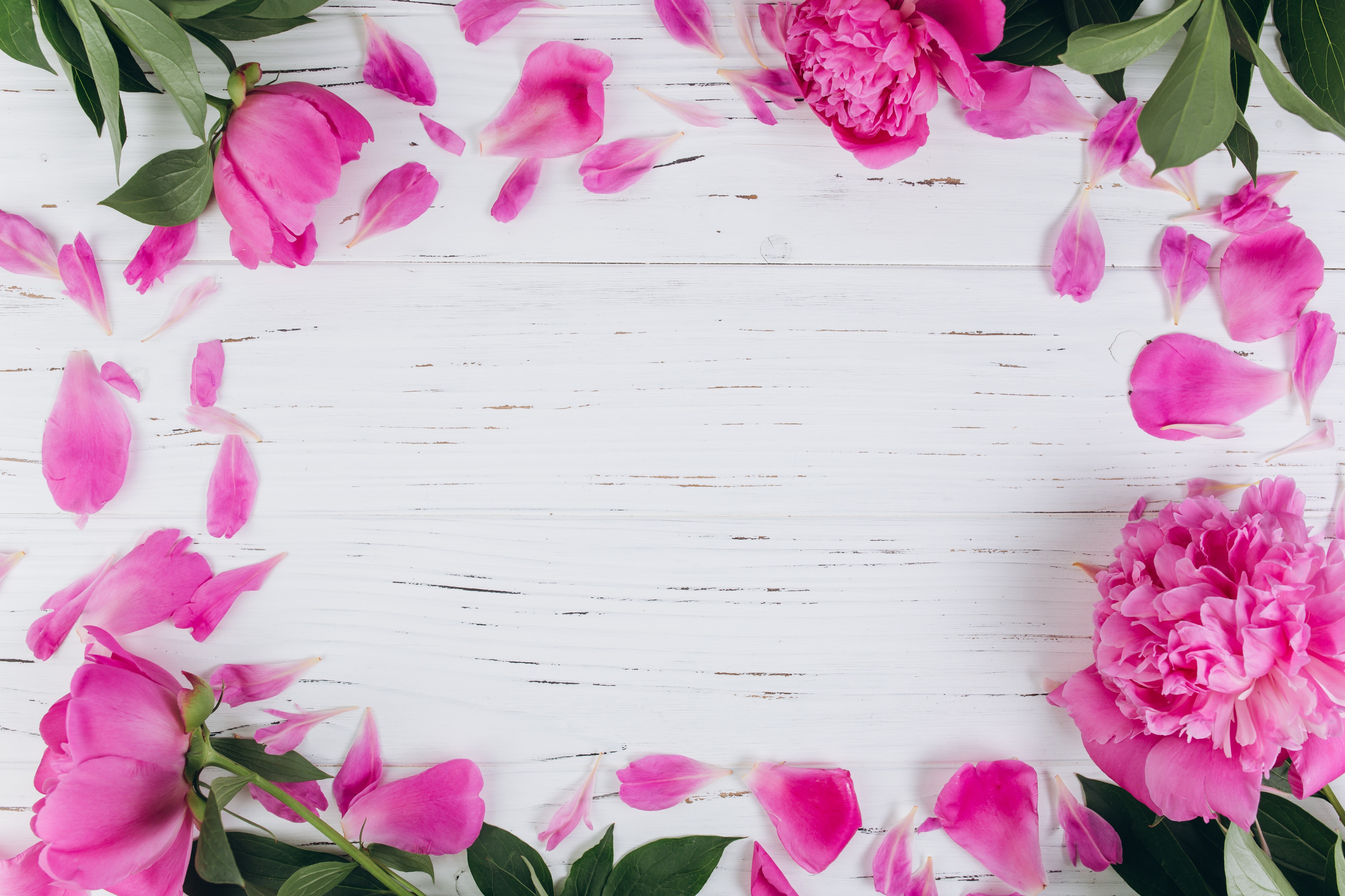 Pink Peonies and Petals on White Wooden Background HD Wallpaper